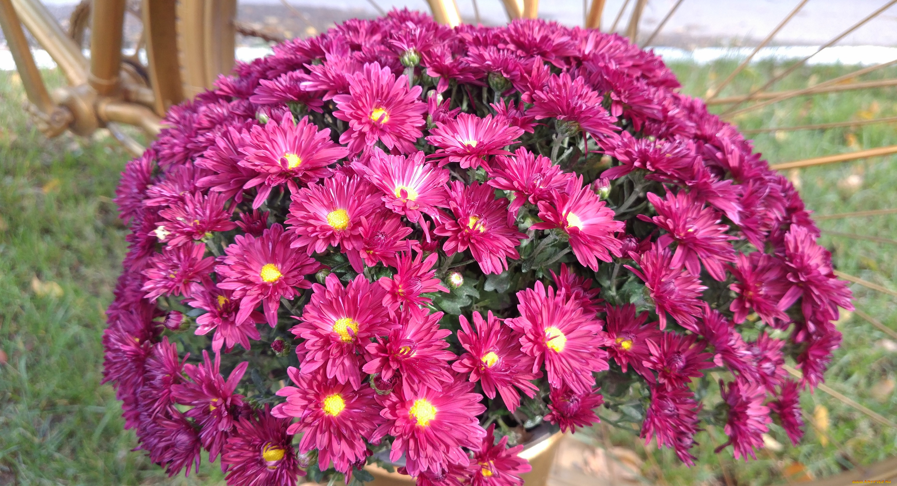 цветы, хризантемы, осень, октябрь, 2017