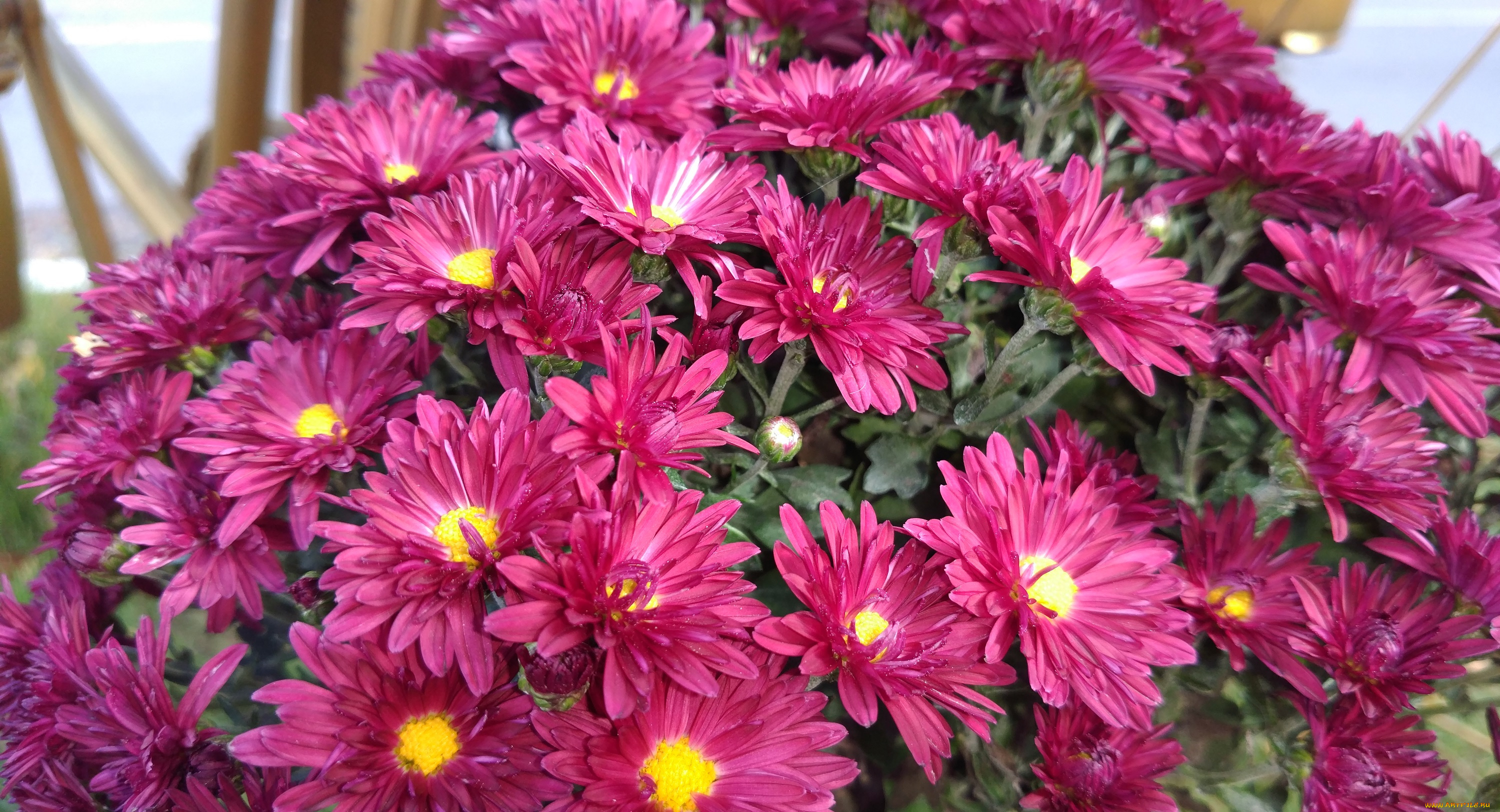 цветы, хризантемы, осень, октябрь, 2017