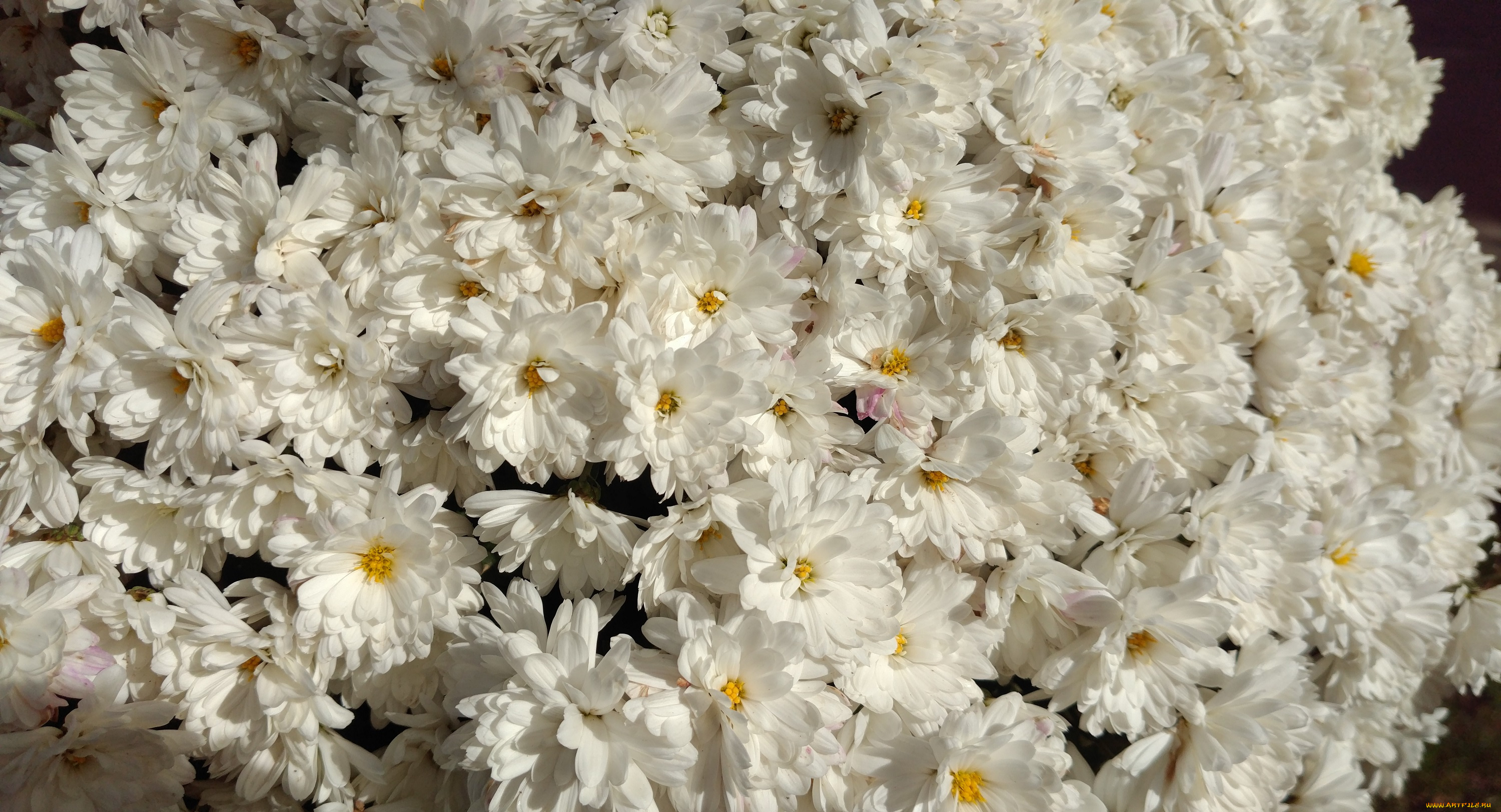 цветы, хризантемы, осень, октябрь, 2017