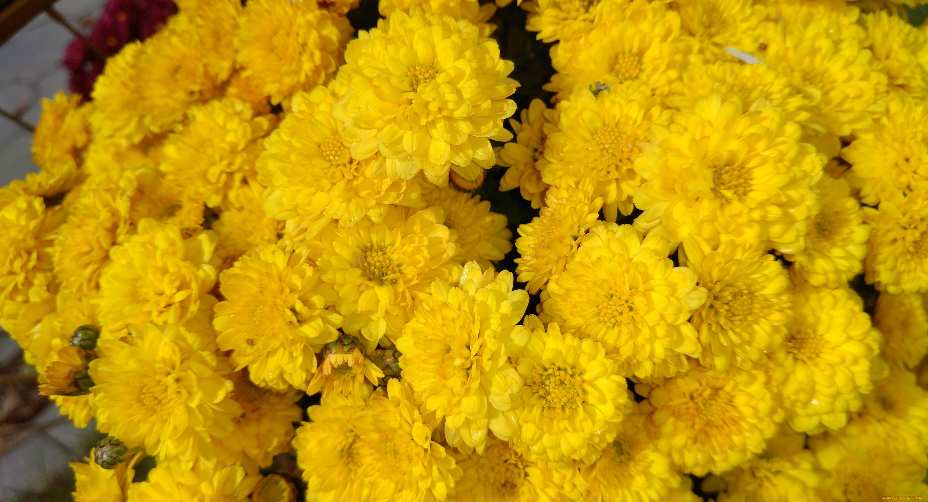цветы, хризантемы, осень, октябрь, 2017