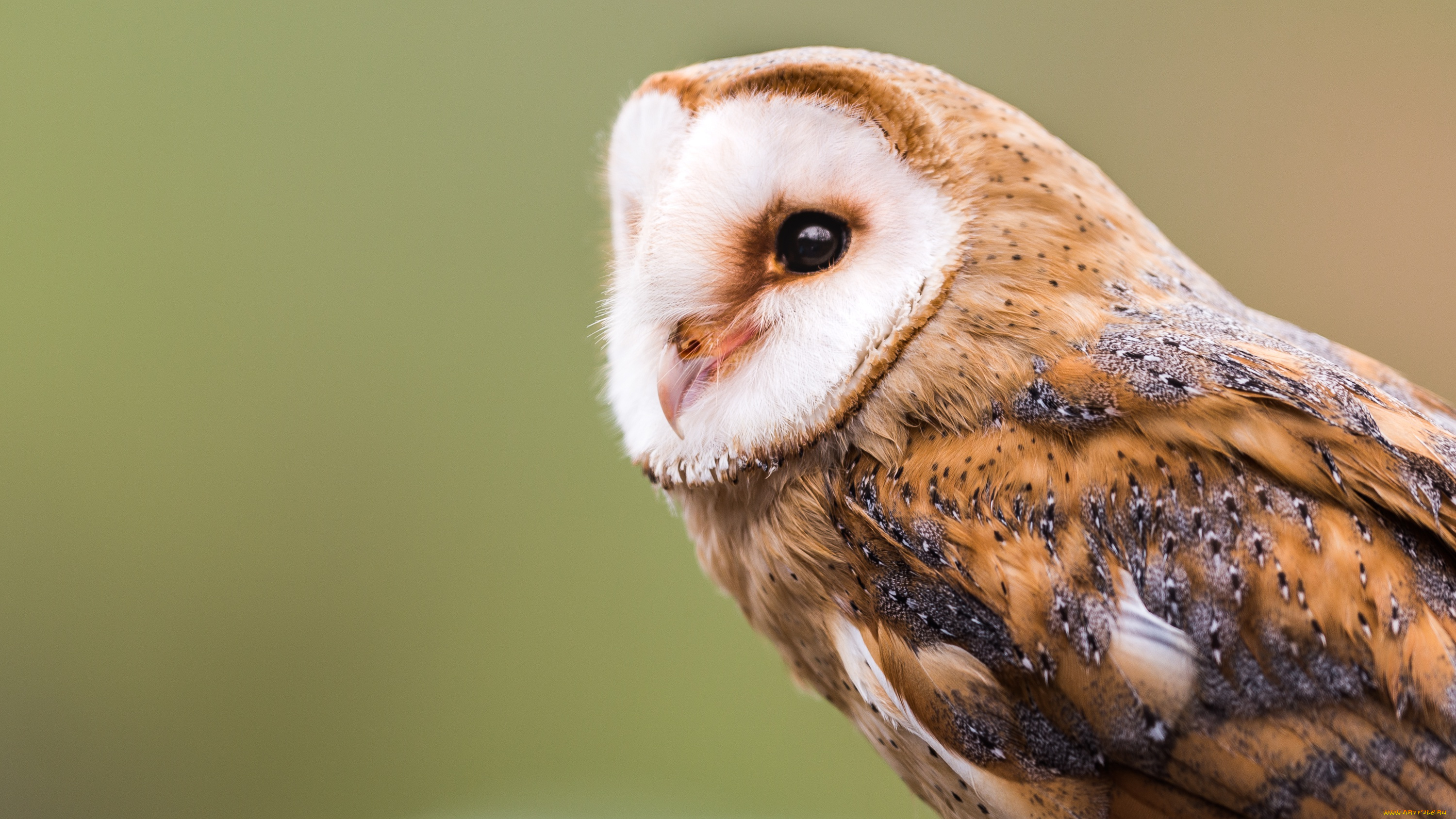 животные, совы, амбарная, сова, barn, owl, сипуха, птицы