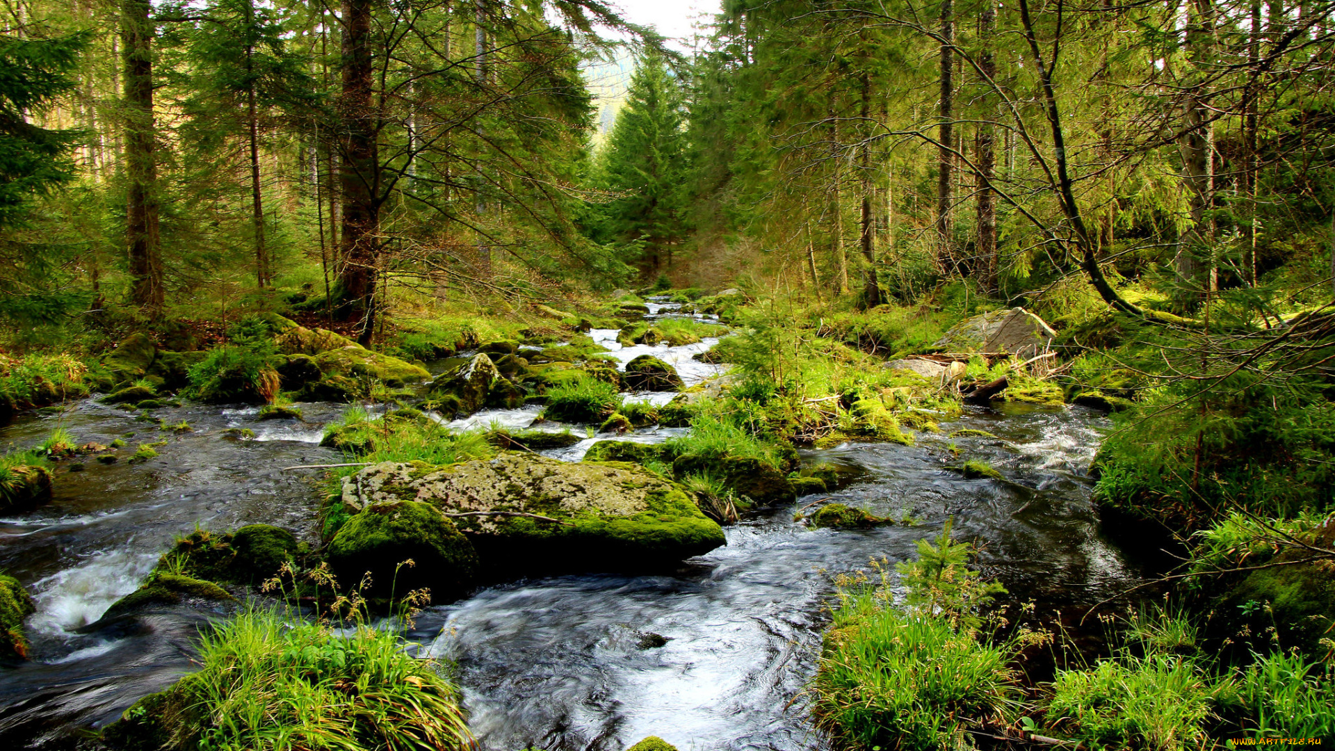 природа, лес, простор