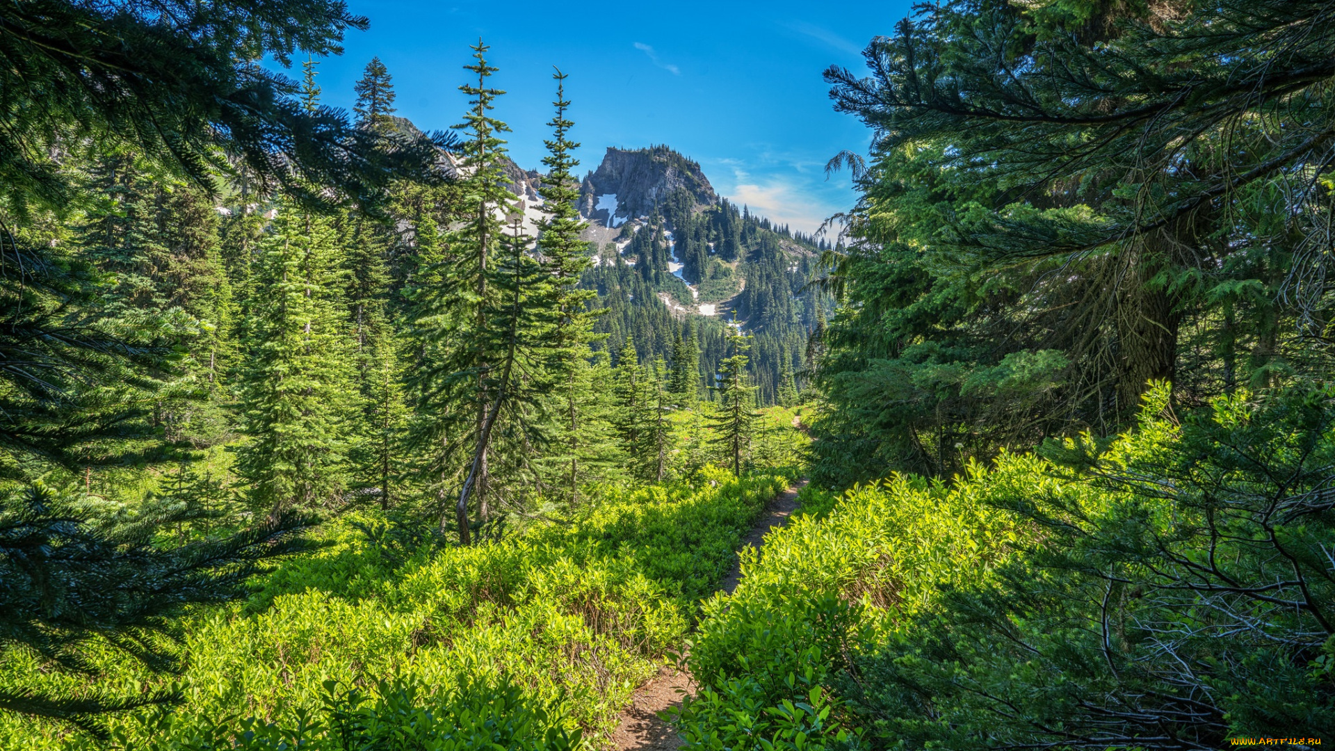 природа, лес, простор