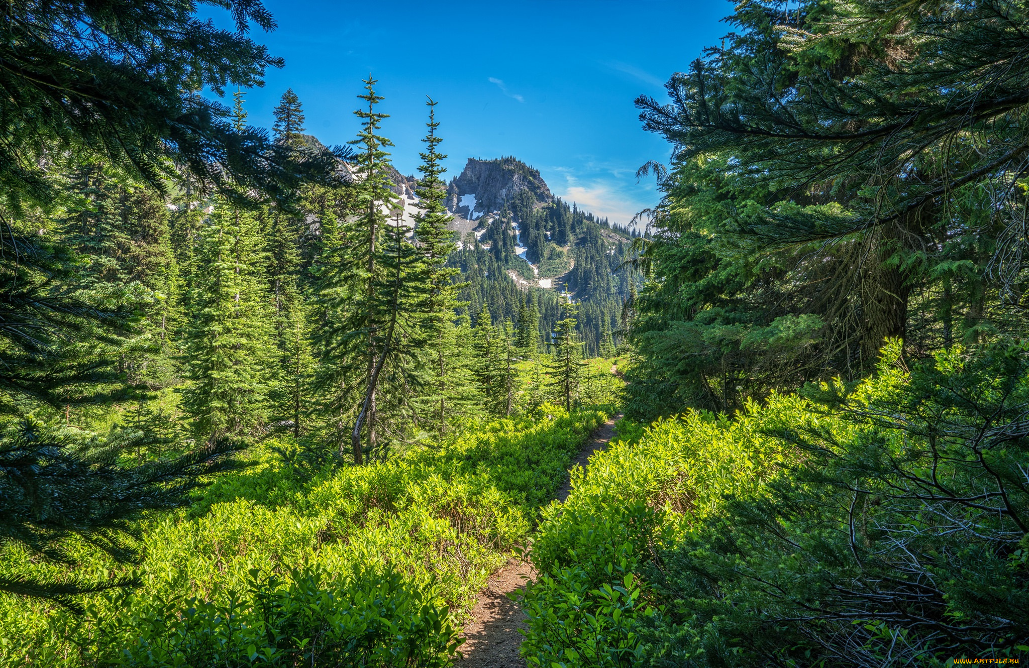 природа, лес, простор