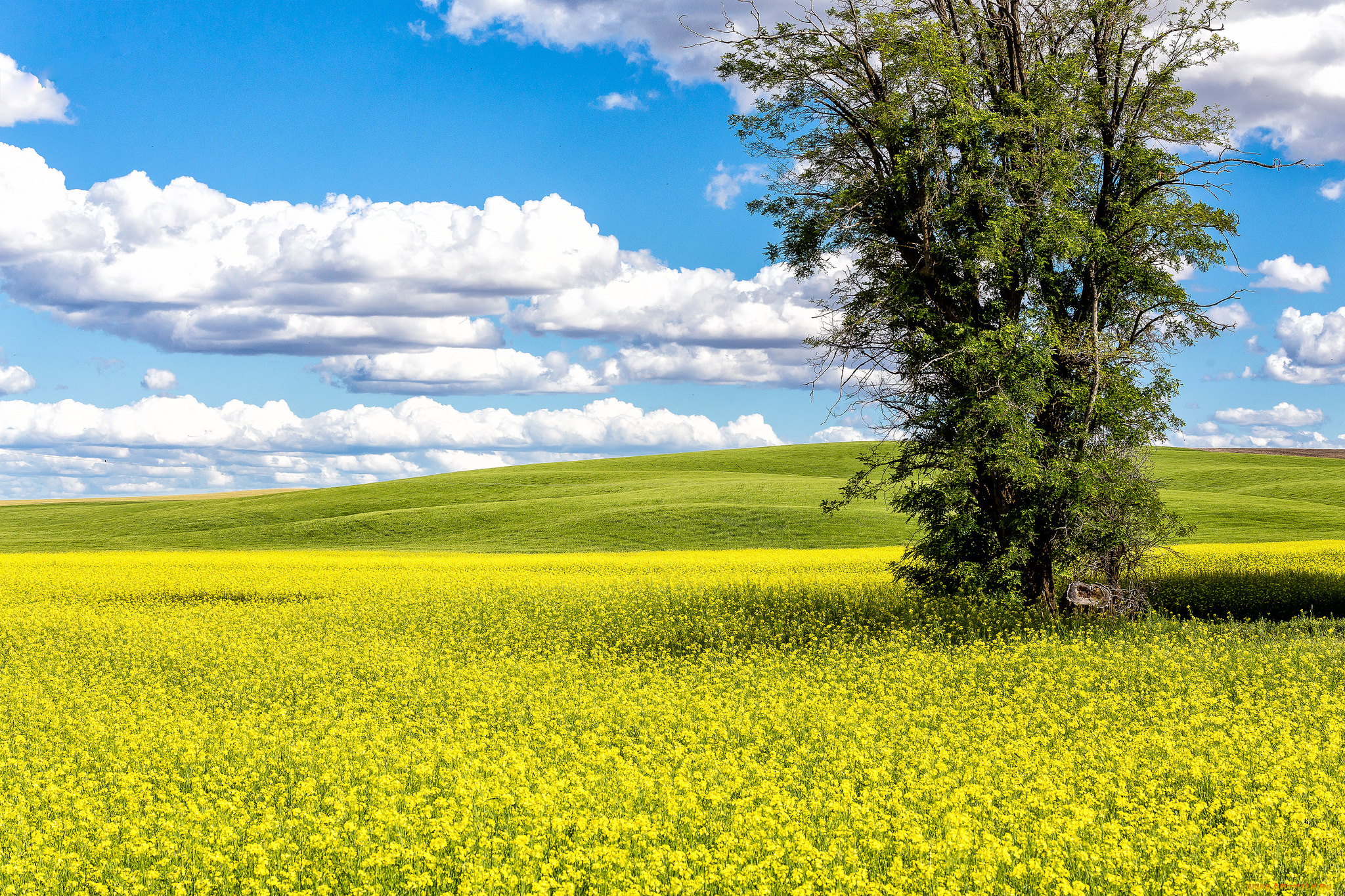 природа, поля, простор