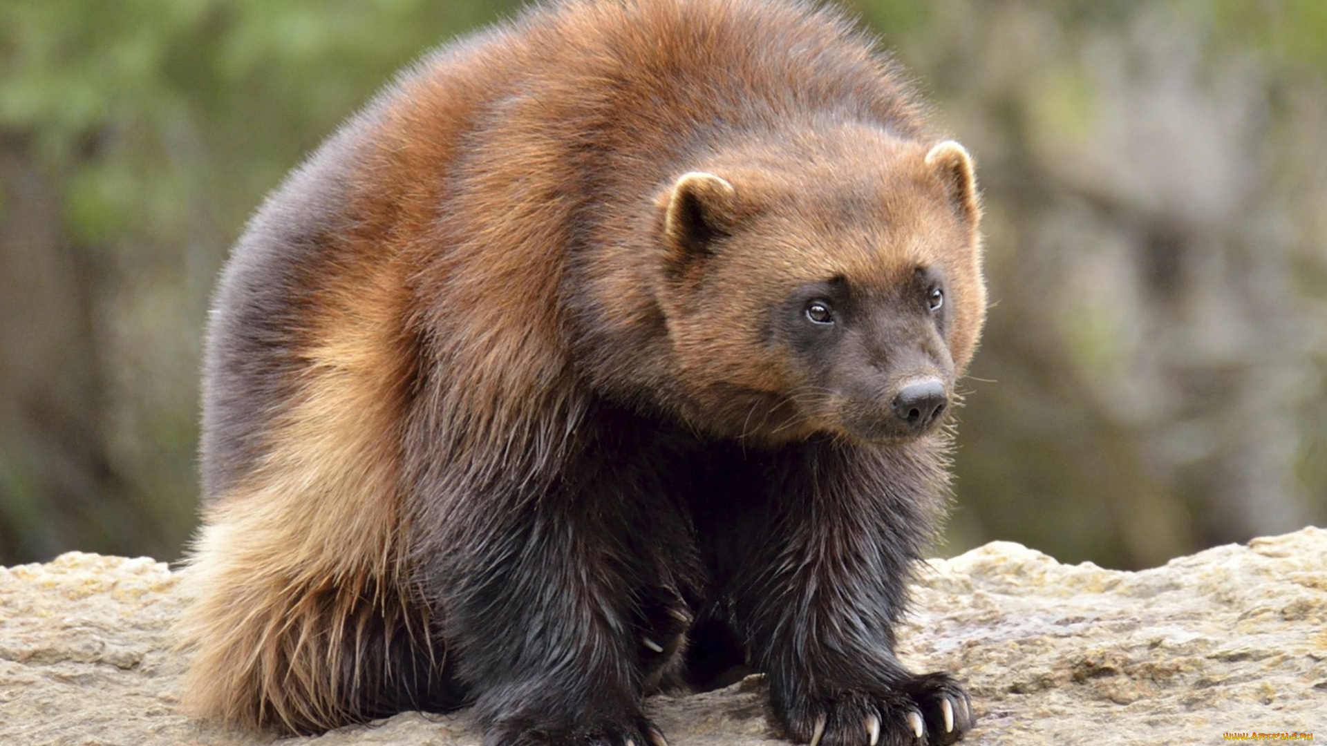 росомаха, животные, росомахи, животное, хищник, млекопитающее, куньи, опасное, мех, когти