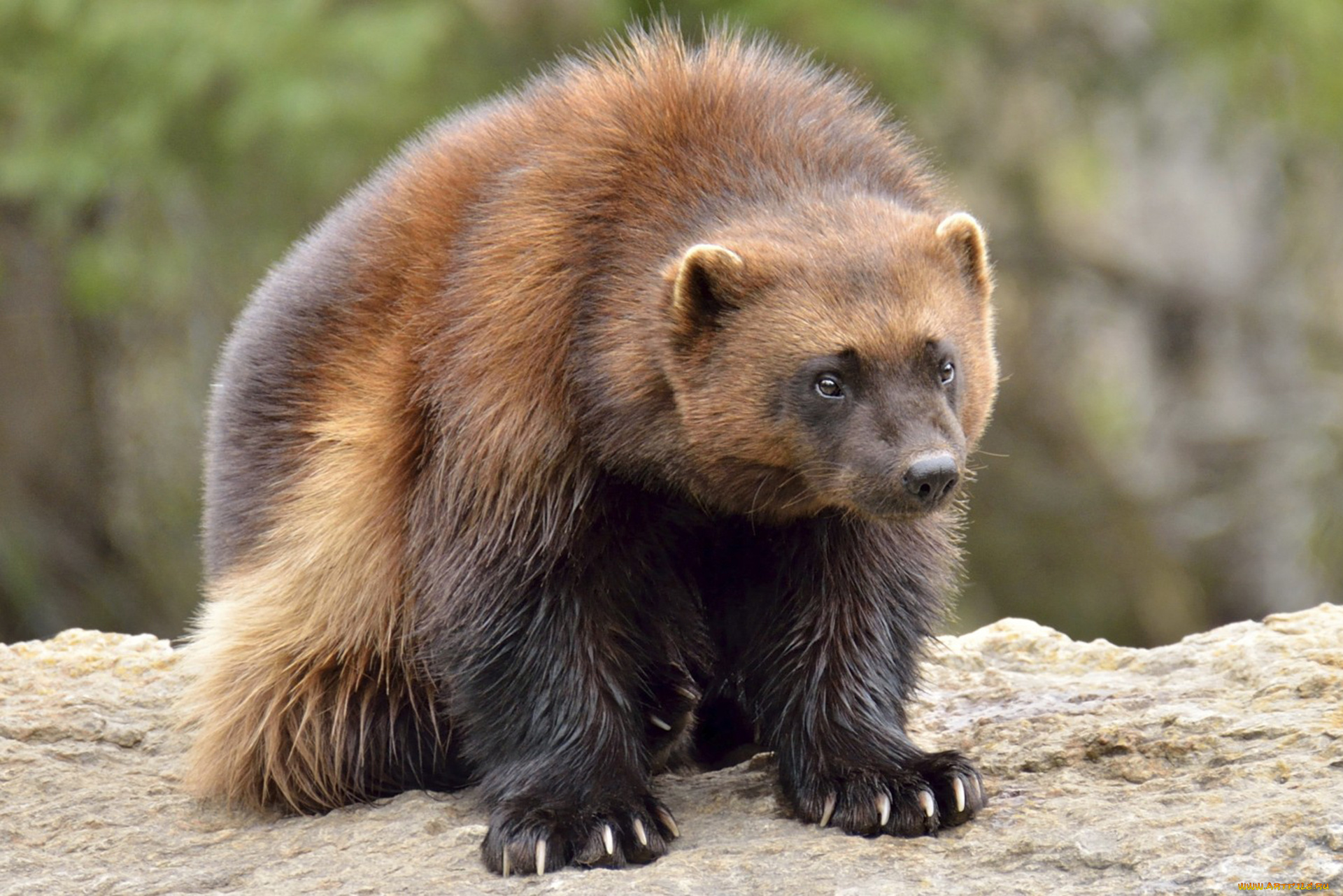 росомаха, животные, росомахи, животное, хищник, млекопитающее, куньи, опасное, мех, когти