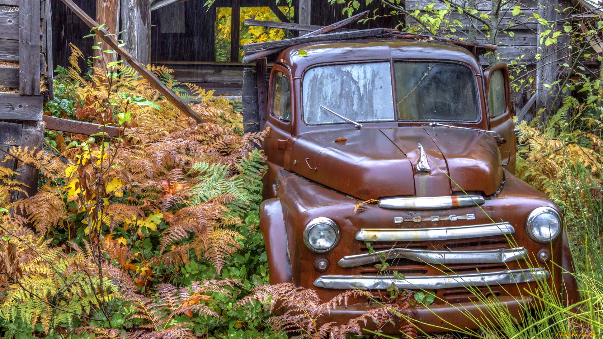 автомобили, классика, авто, dodge, природа