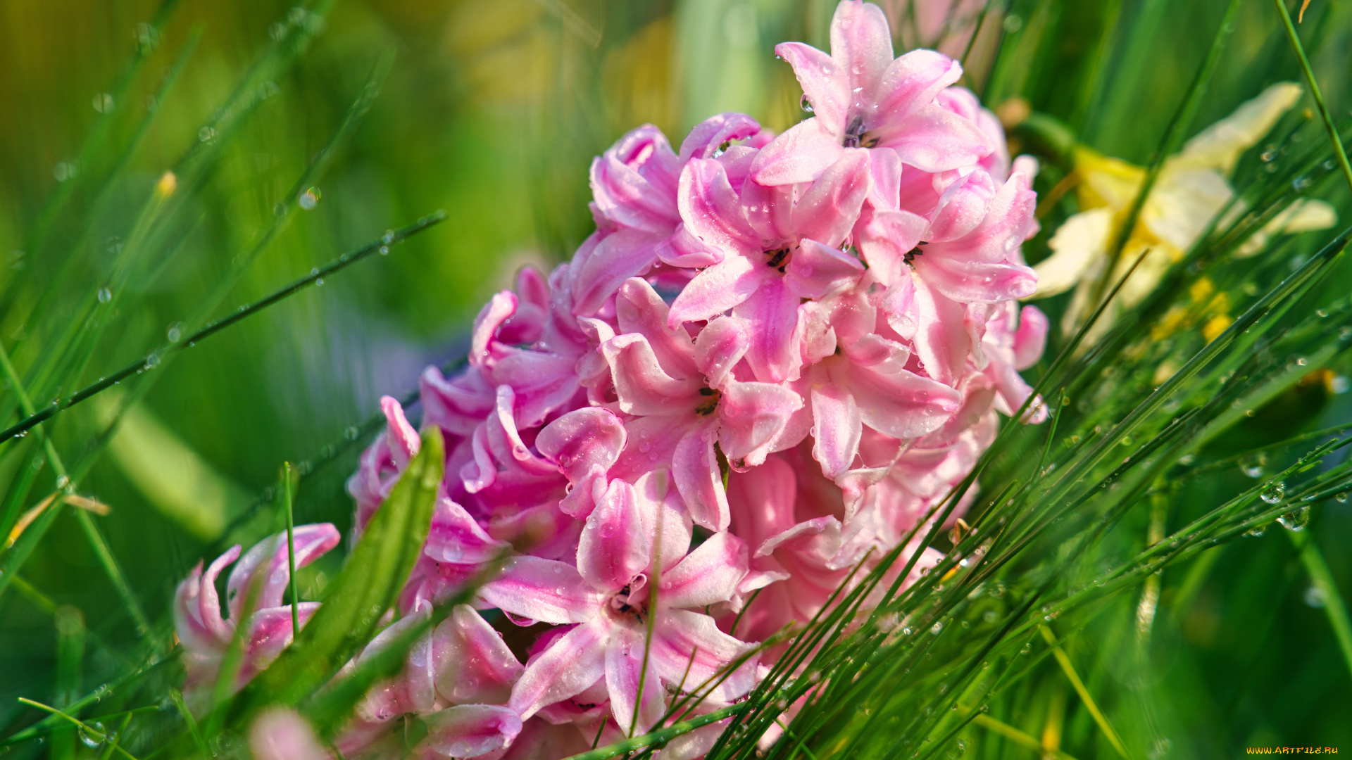 цветы, гиацинты