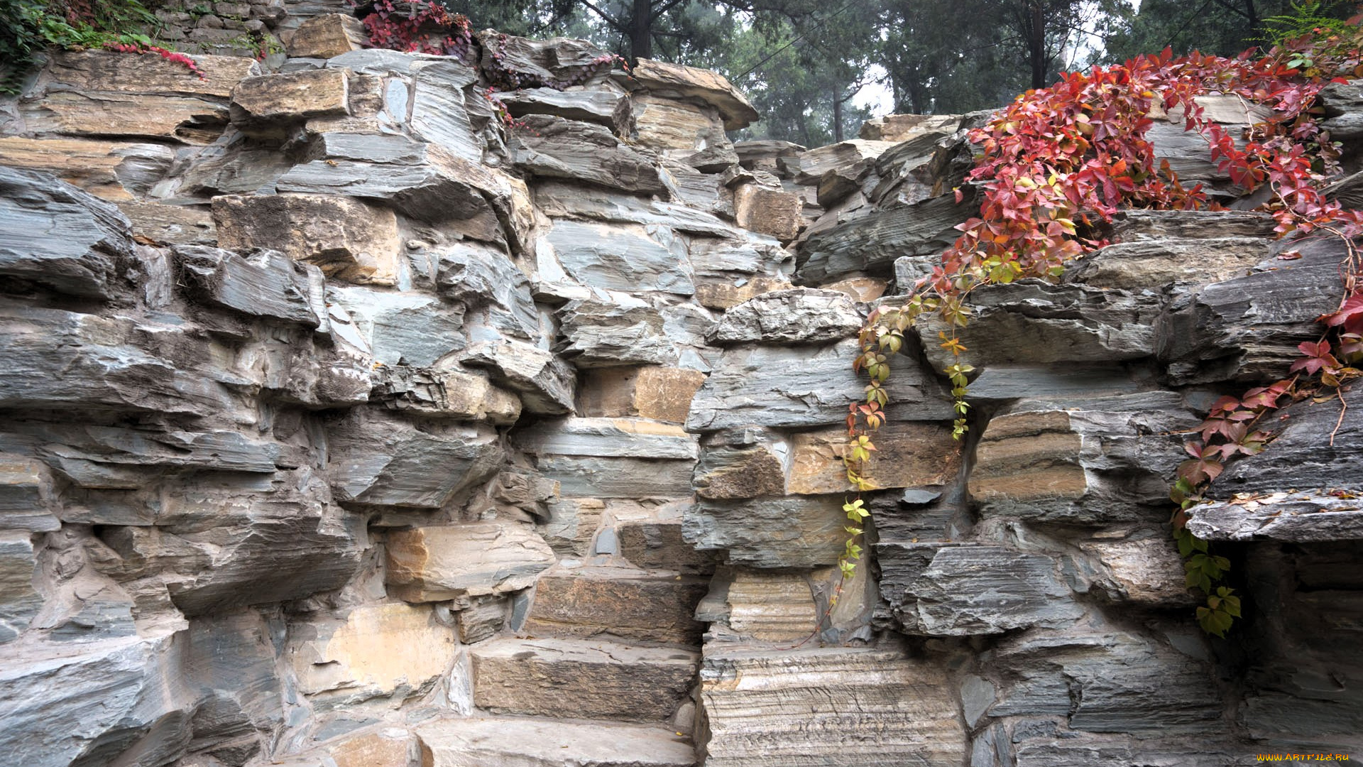 природа, горы, скала, дикий, виноград