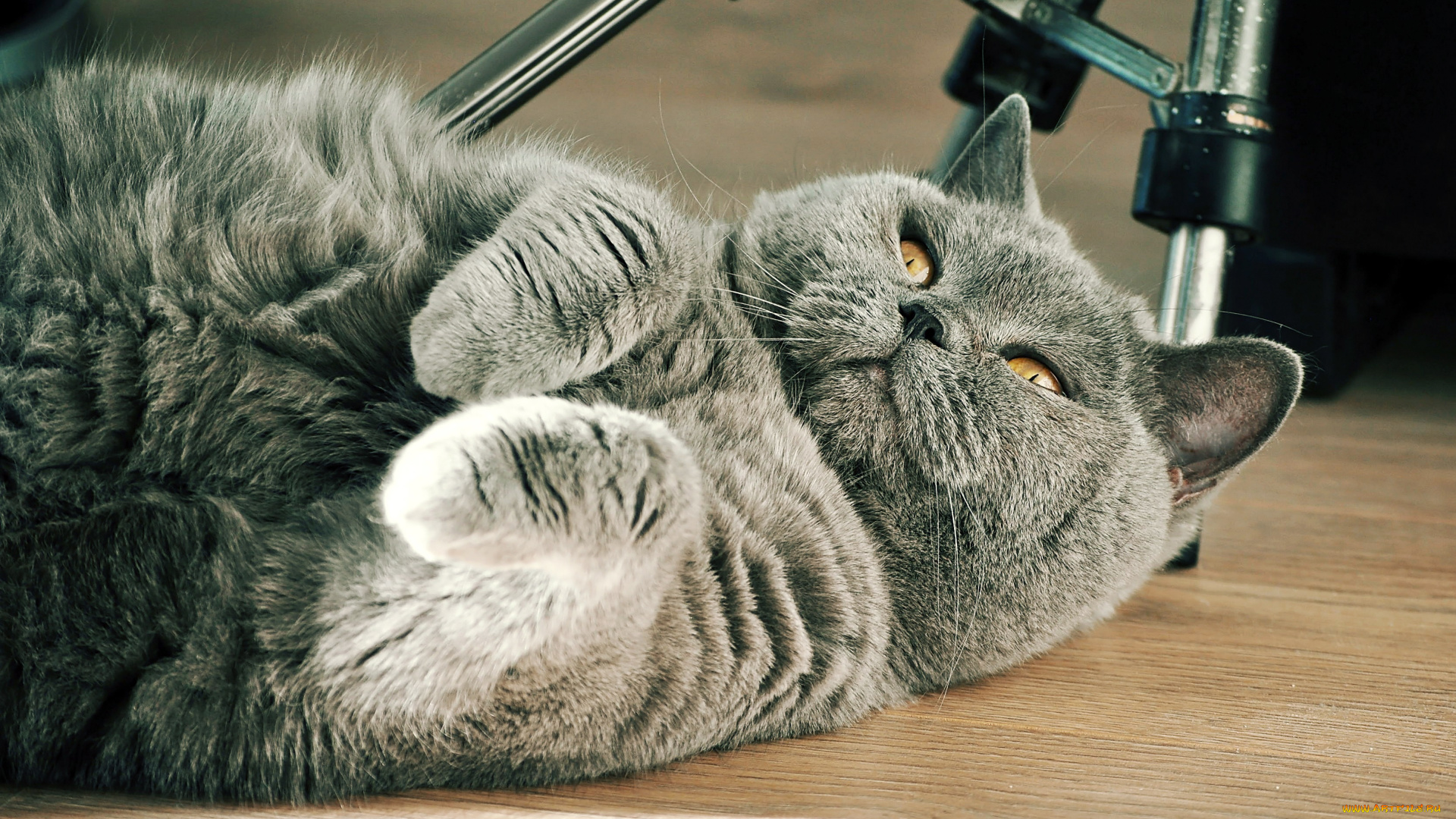 животные, коты, кот, кошка