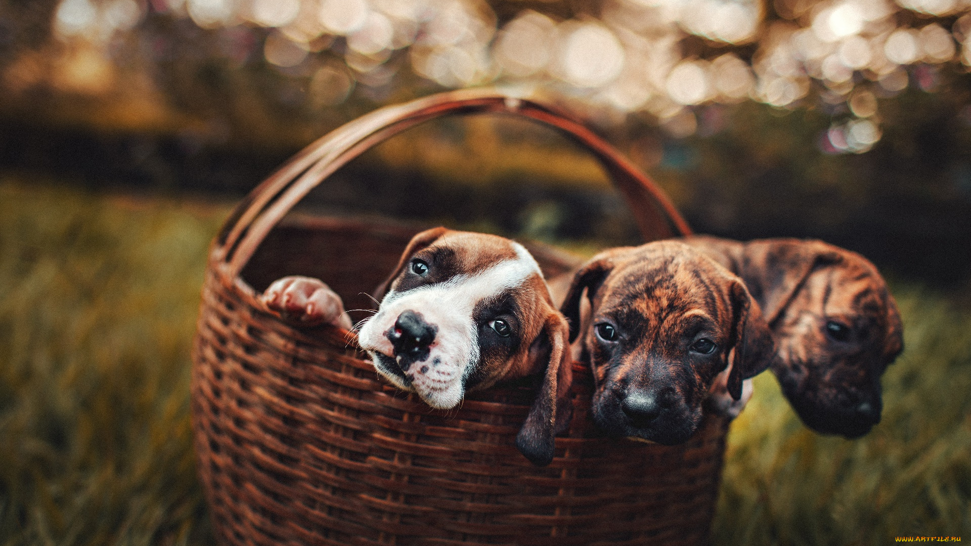 животные, собаки, корзина, собака, на, улице, щенки