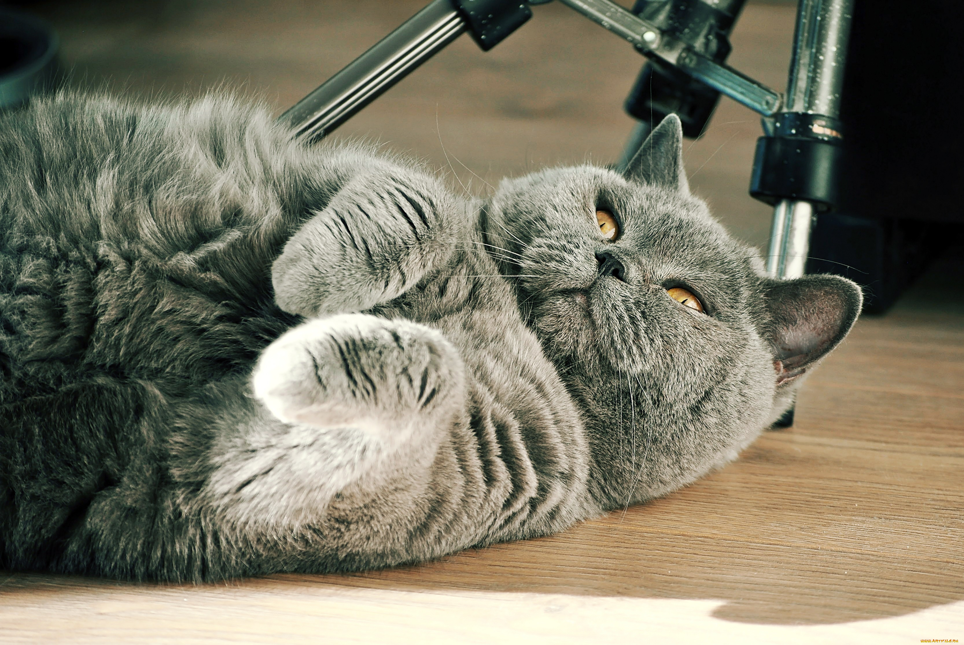 животные, коты, кот, кошка