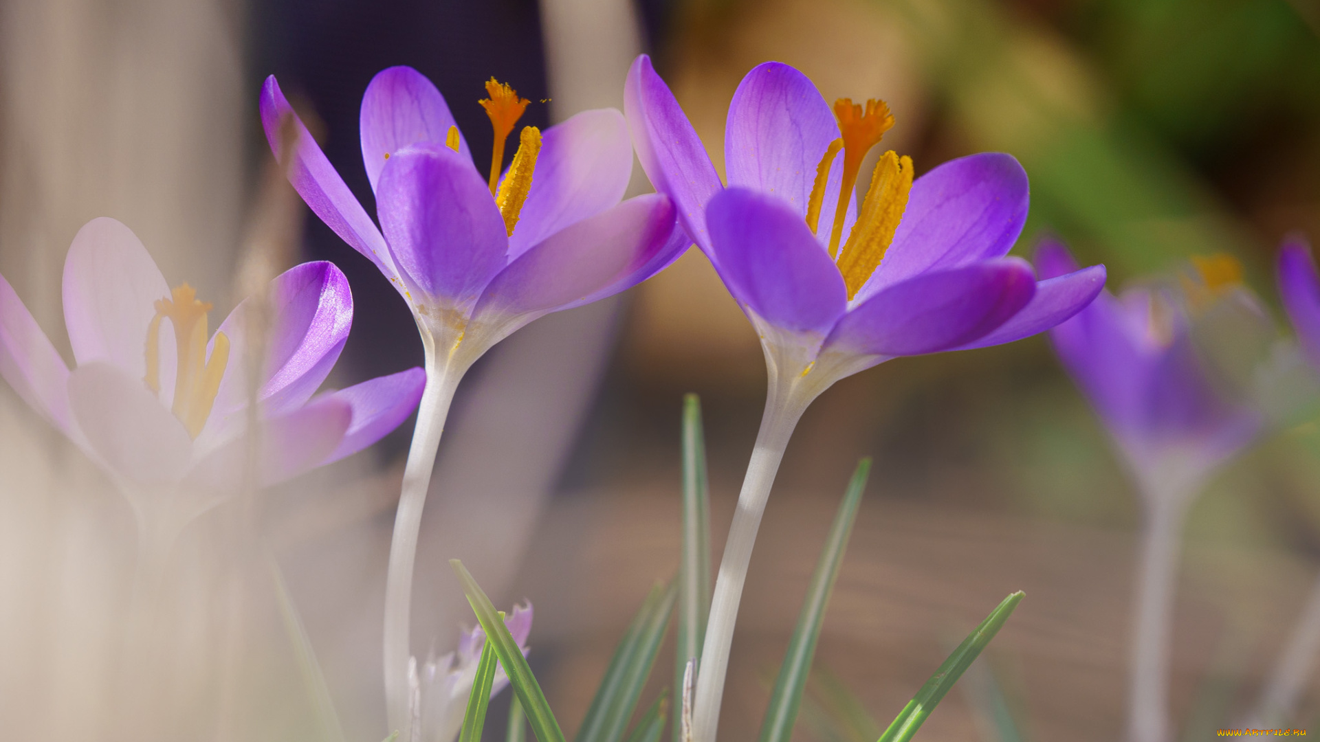 цветы, крокусы