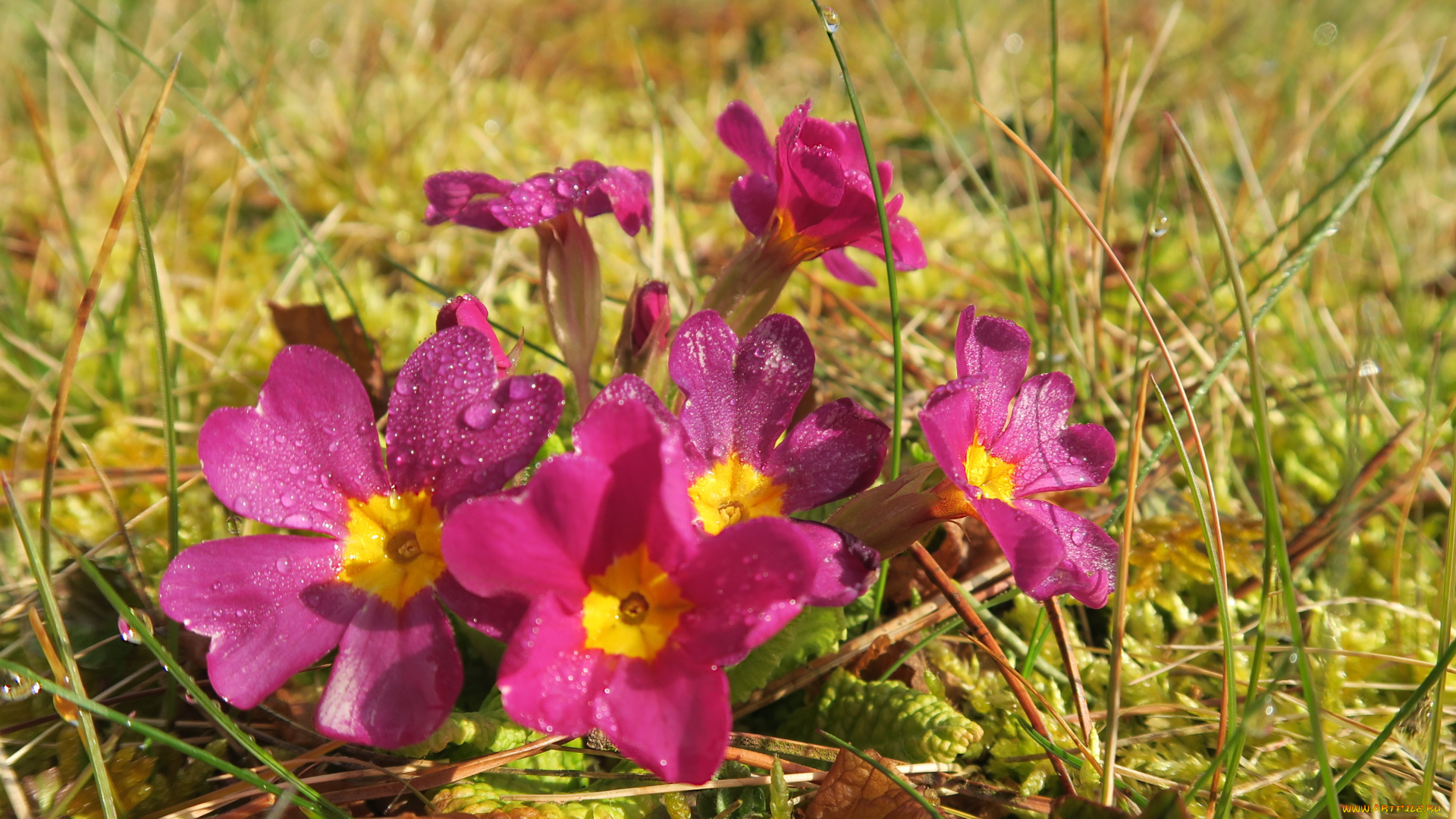 цветы, примулы