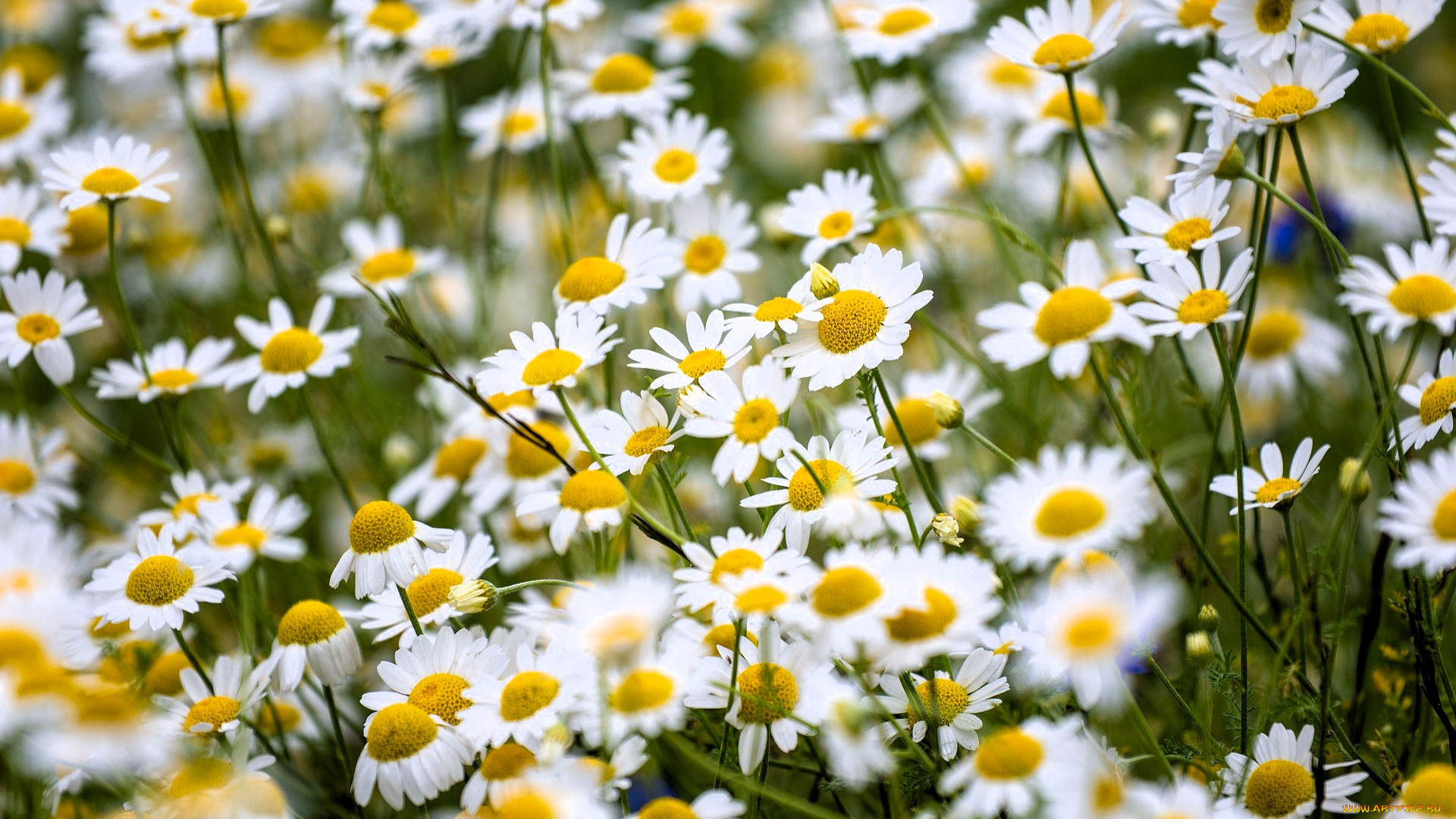 цветы, ромашки, трава, луг