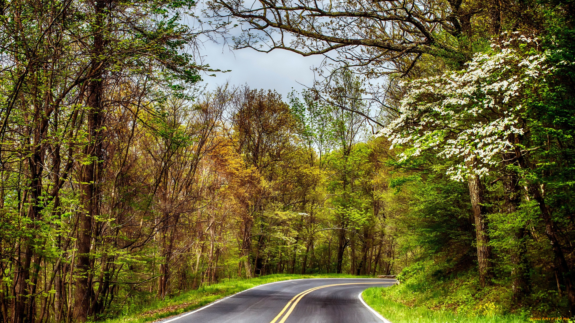 природа, дороги, лес, дорога, шоссе