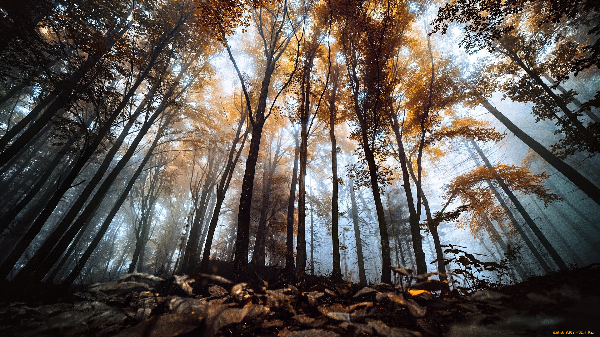 природа, лес, деревья, туман, осень, листья