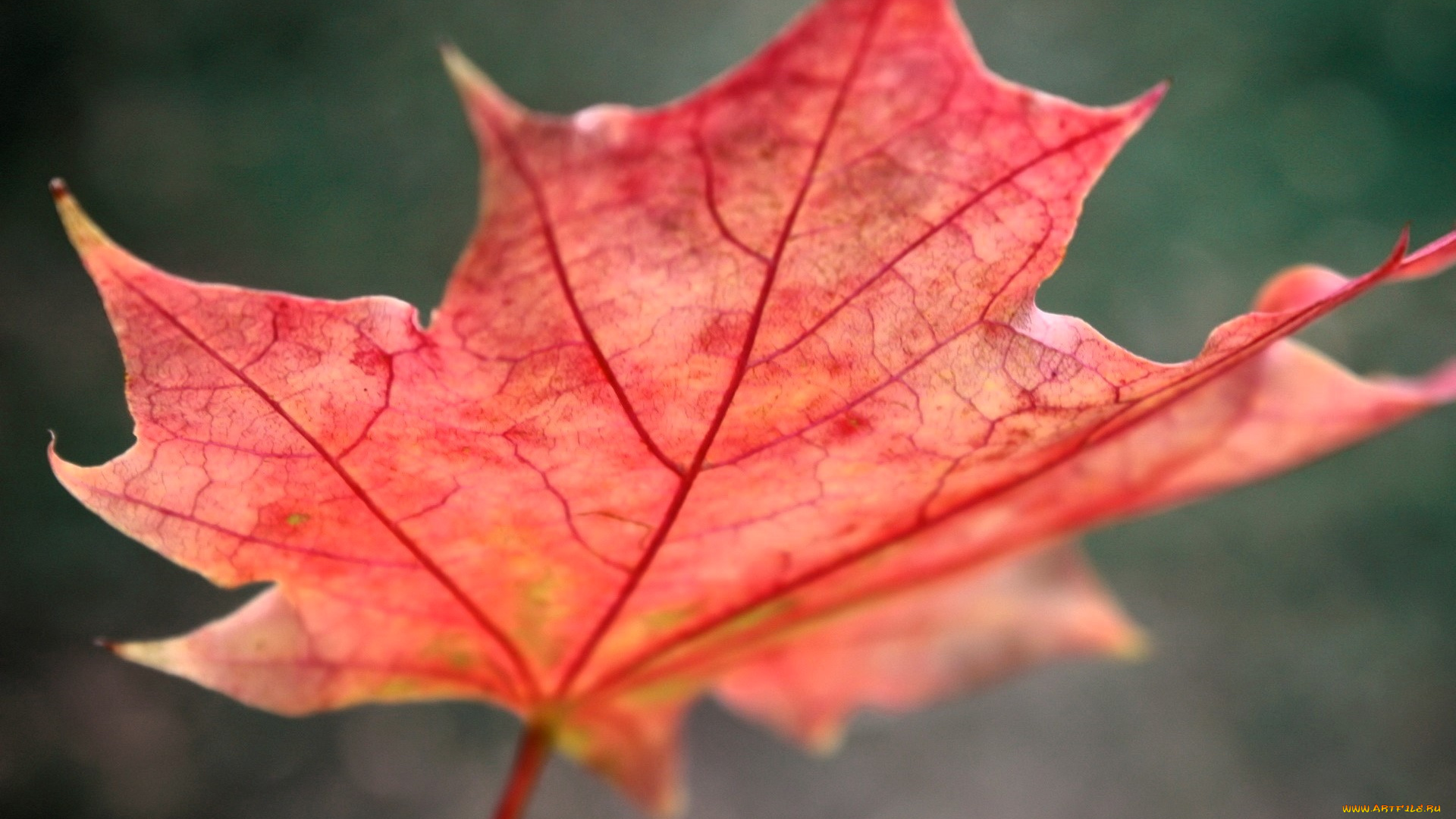 природа, листья, лист, осень, кленовый