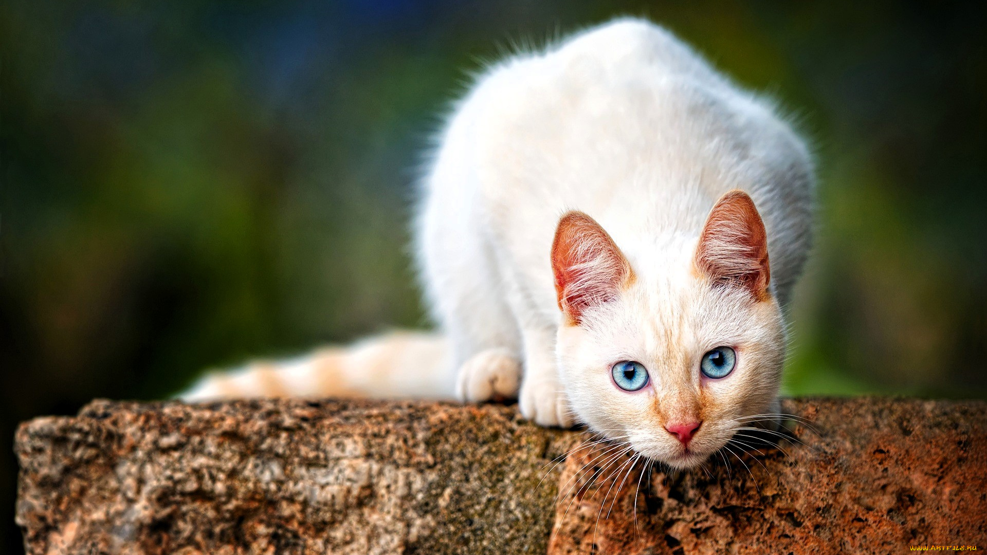 животные, коты, кошка, белая, камень