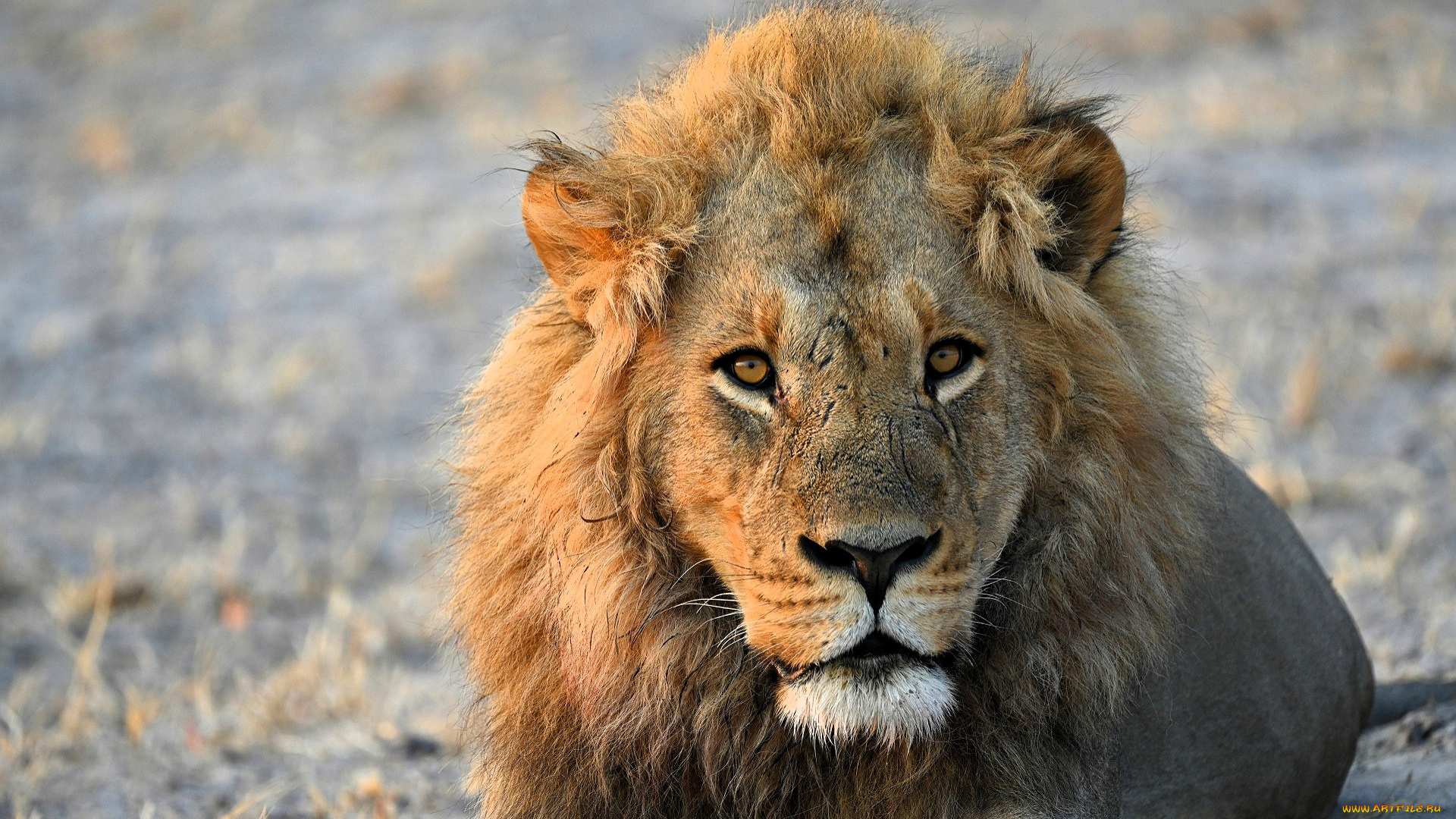 животные, львы, лев, хищник