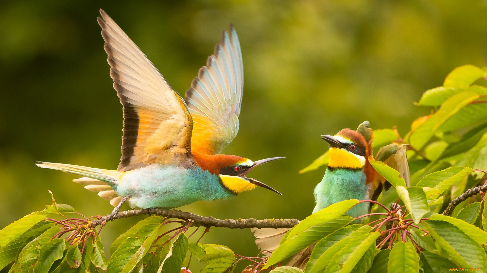 животные, щурки, , пчелоеды, птицы