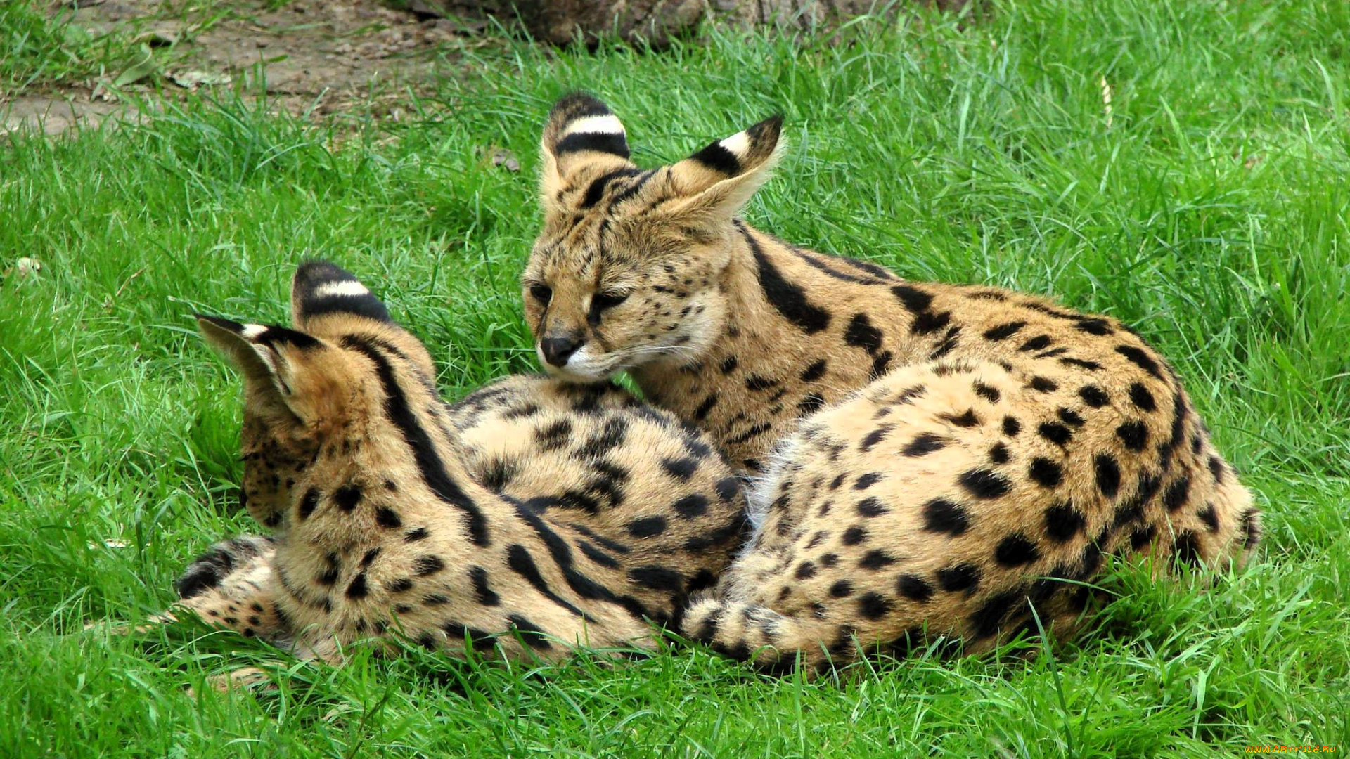 животные, сервалы, пара, трава