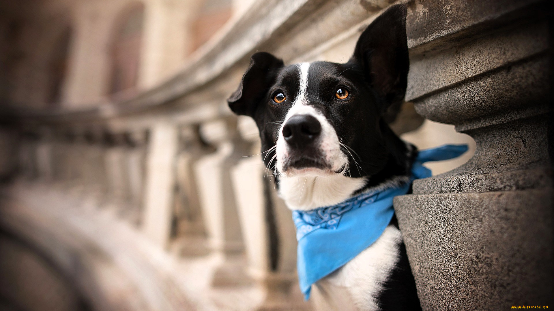 животные, собаки, собака, косынка, здание