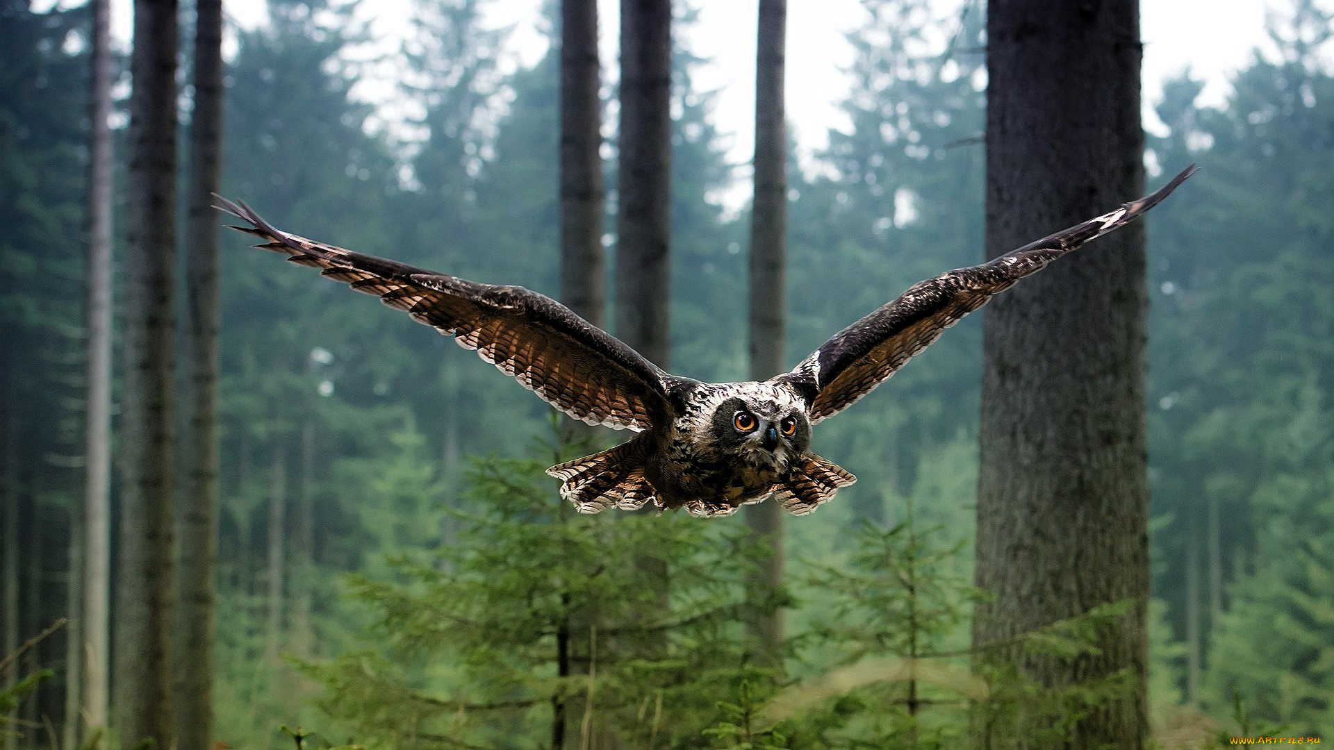 животные, совы, сова, полет, лес, деревья