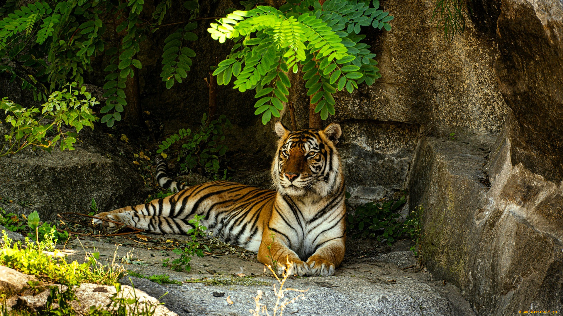 животные, тигры, тигр, камни, ветки, акация