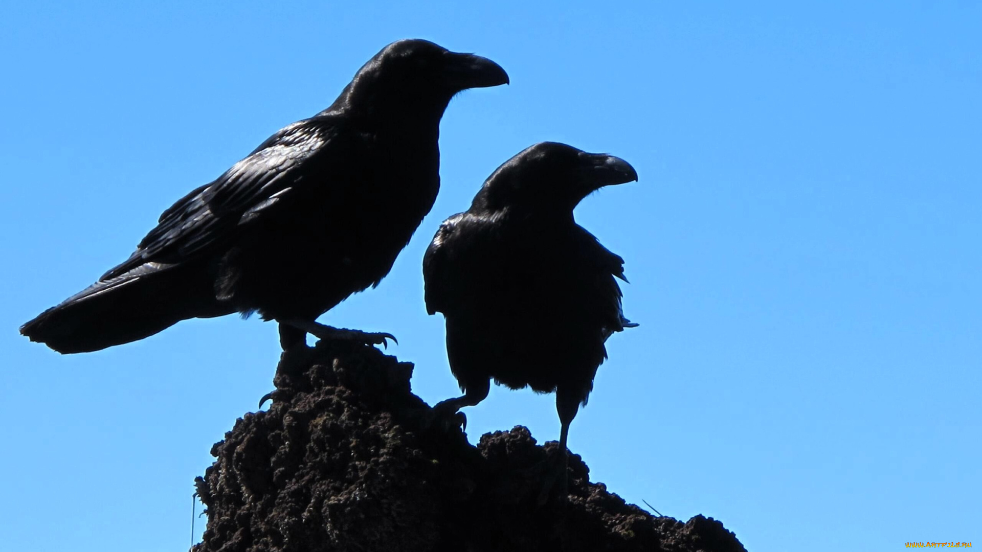 животные, вороны, , грачи, , галки, камень, небо