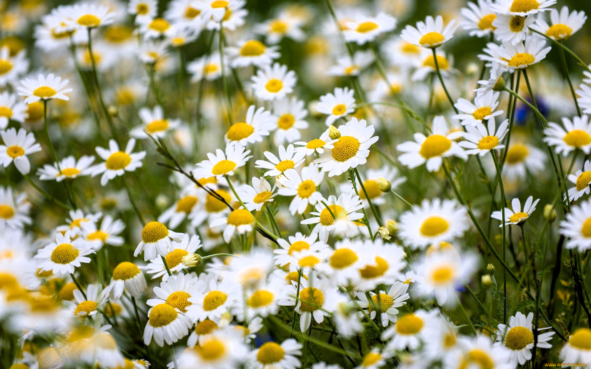 цветы, ромашки, трава, луг