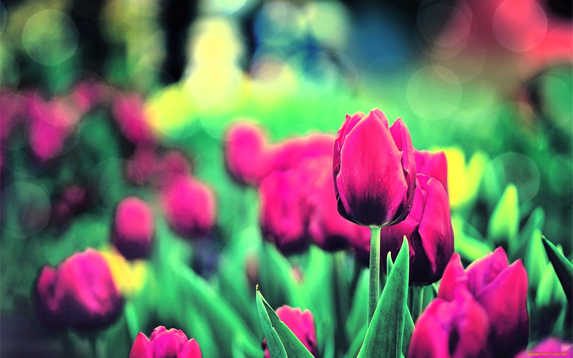 цветы, тюльпаны, розовые, сад