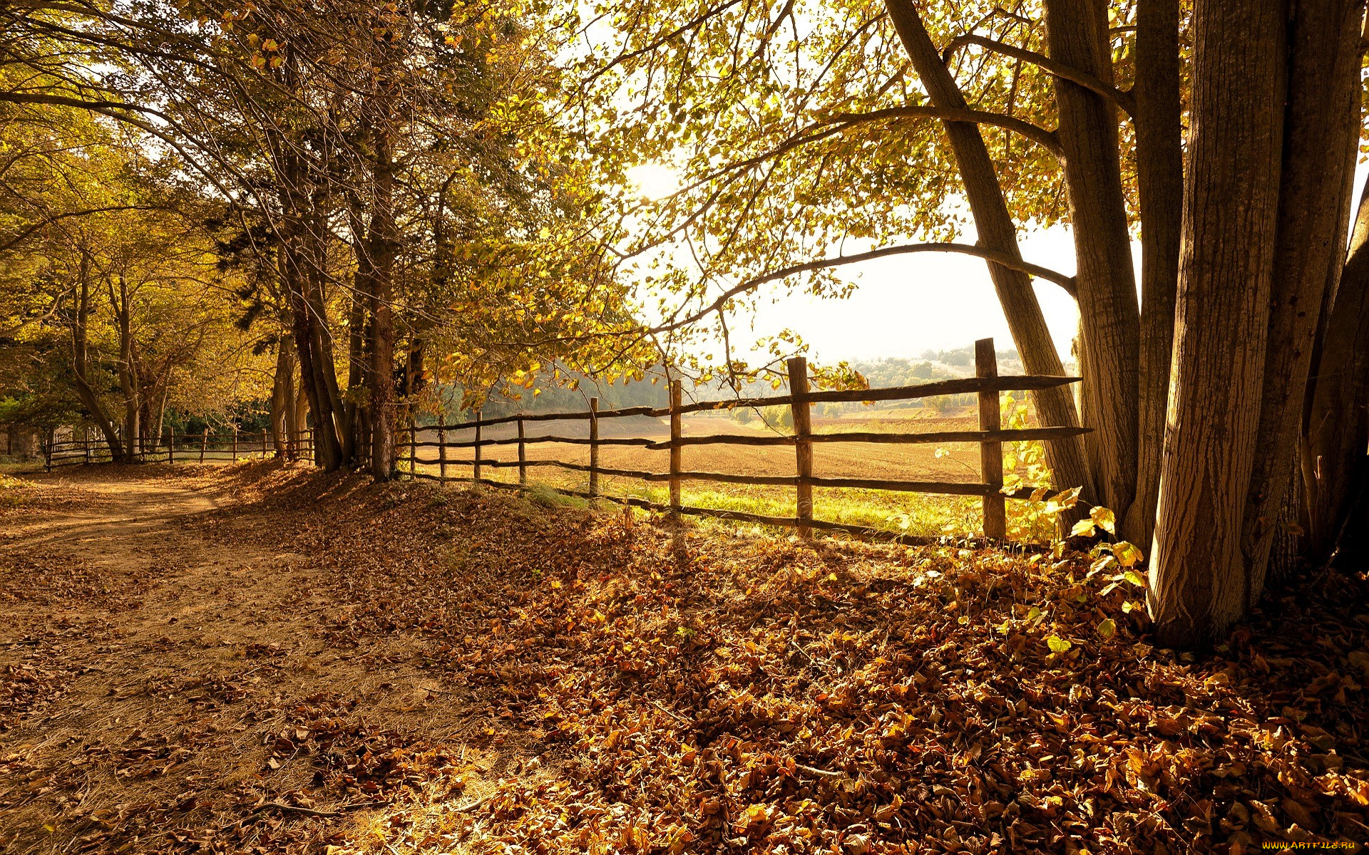 природа, деревья, осень, листья, дорога, ограда, забор