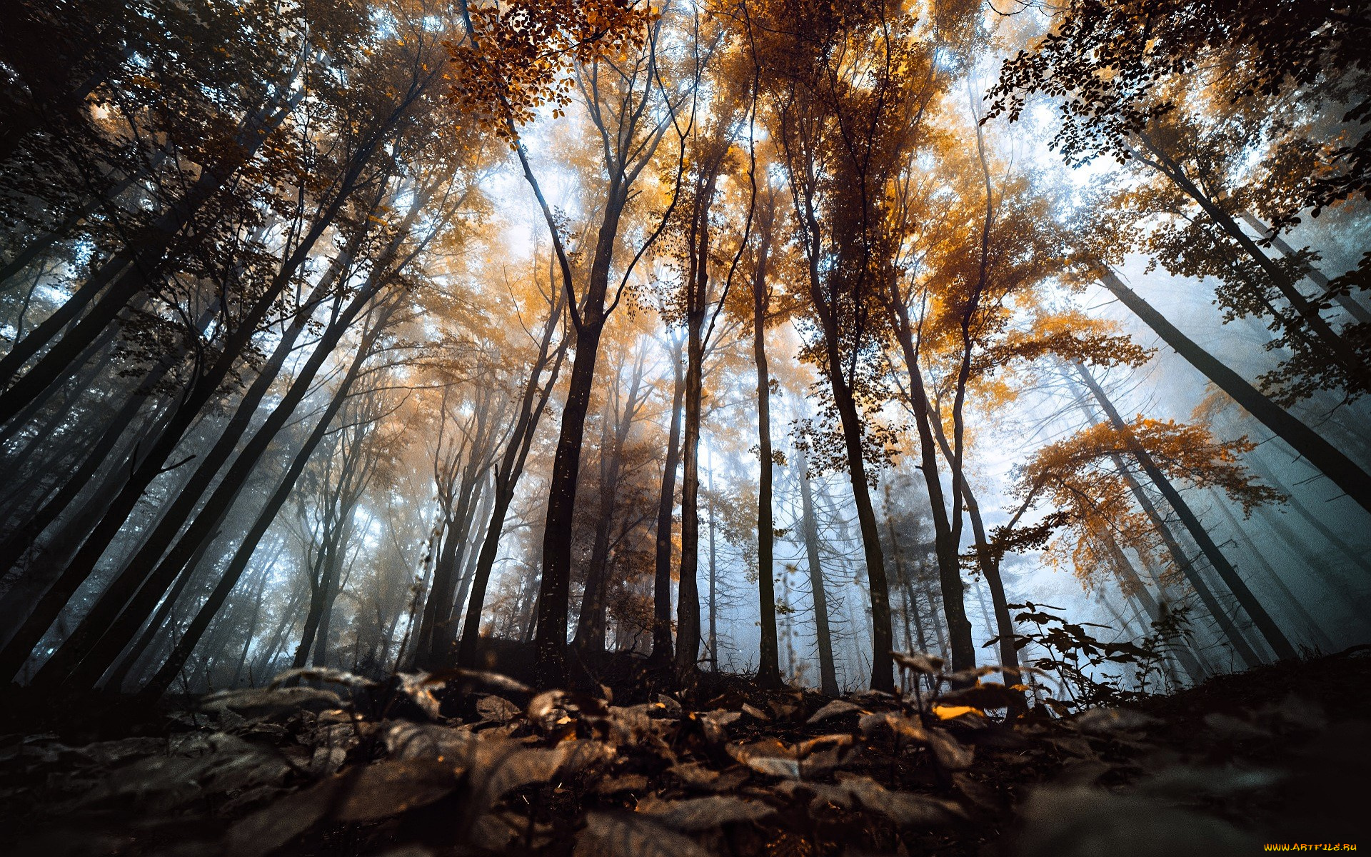 природа, лес, деревья, туман, осень, листья