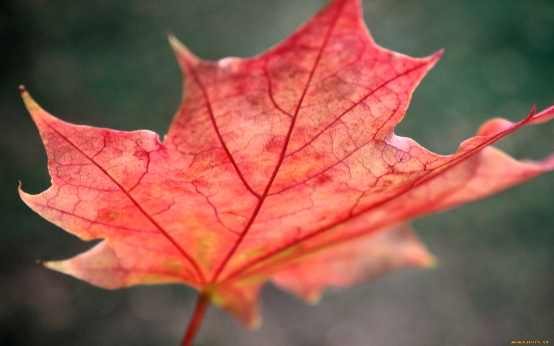 природа, листья, лист, осень, кленовый