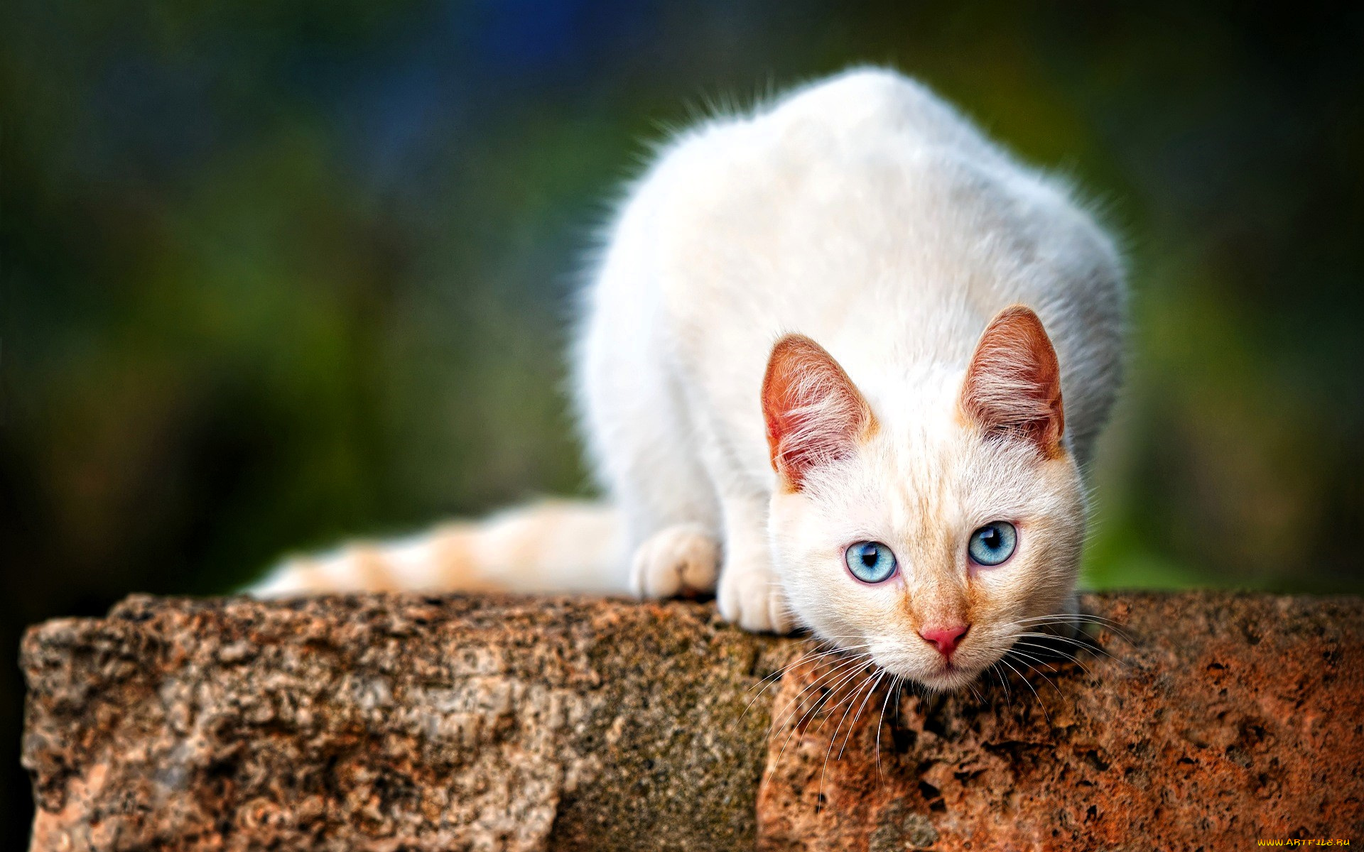 животные, коты, кошка, белая, камень