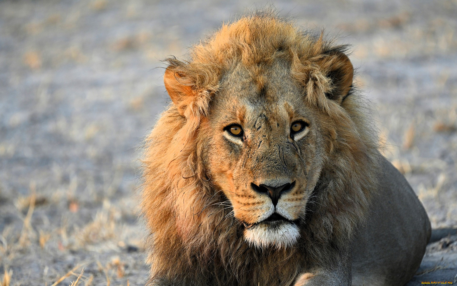 животные, львы, лев, хищник