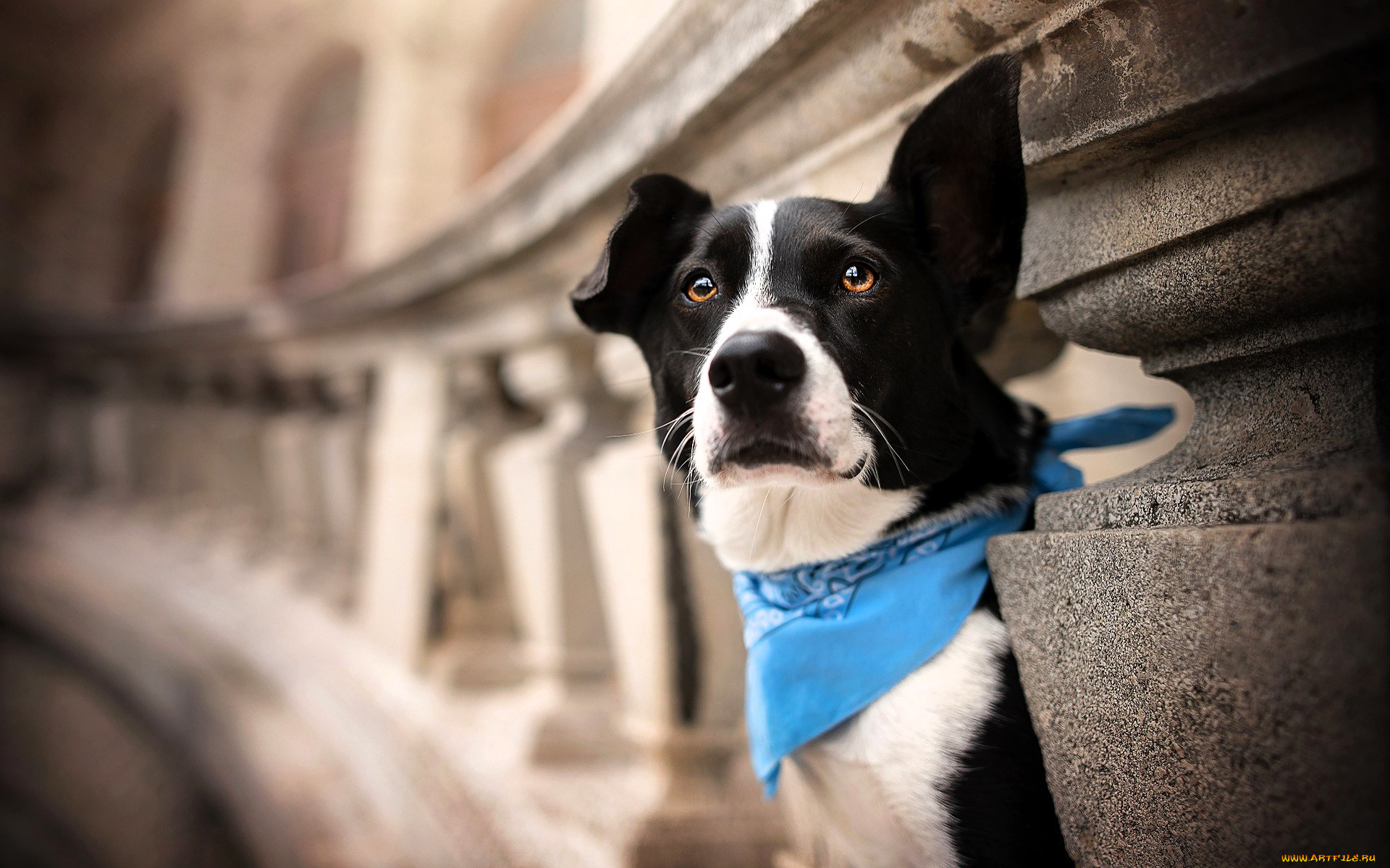 животные, собаки, собака, косынка, здание