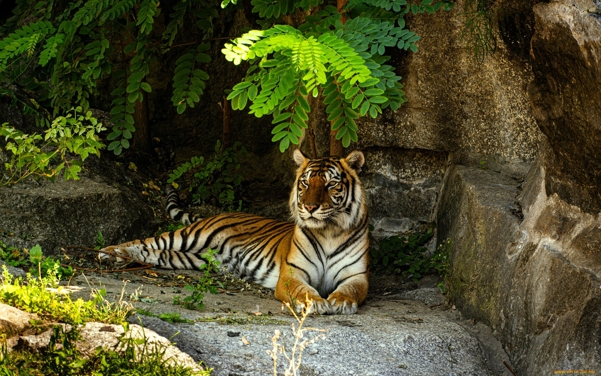 животные, тигры, тигр, камни, ветки, акация