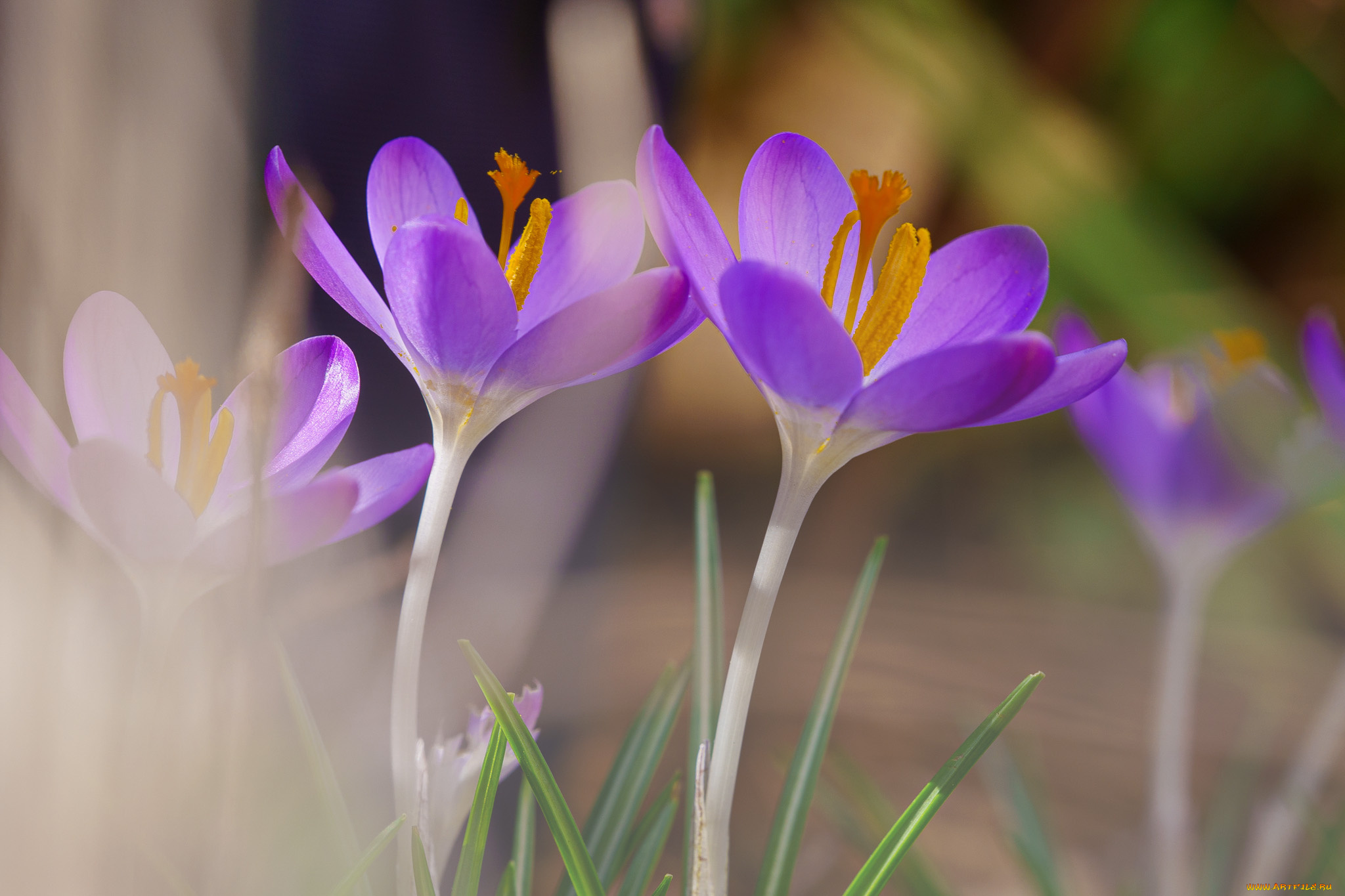 цветы, крокусы