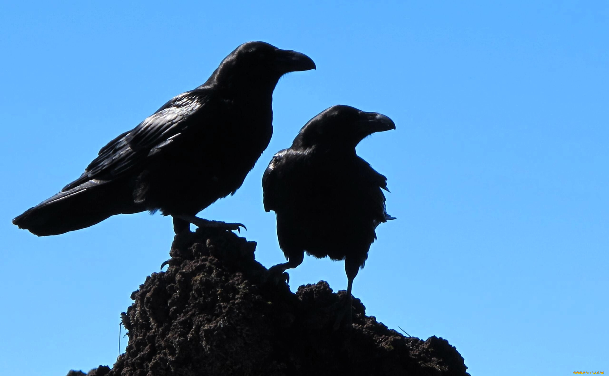 животные, вороны, , грачи, , галки, камень, небо
