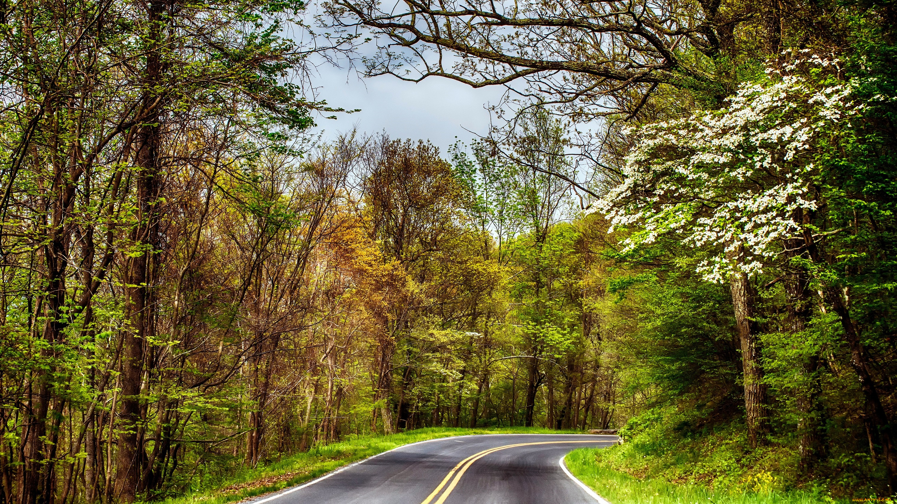 природа, дороги, лес, дорога, шоссе