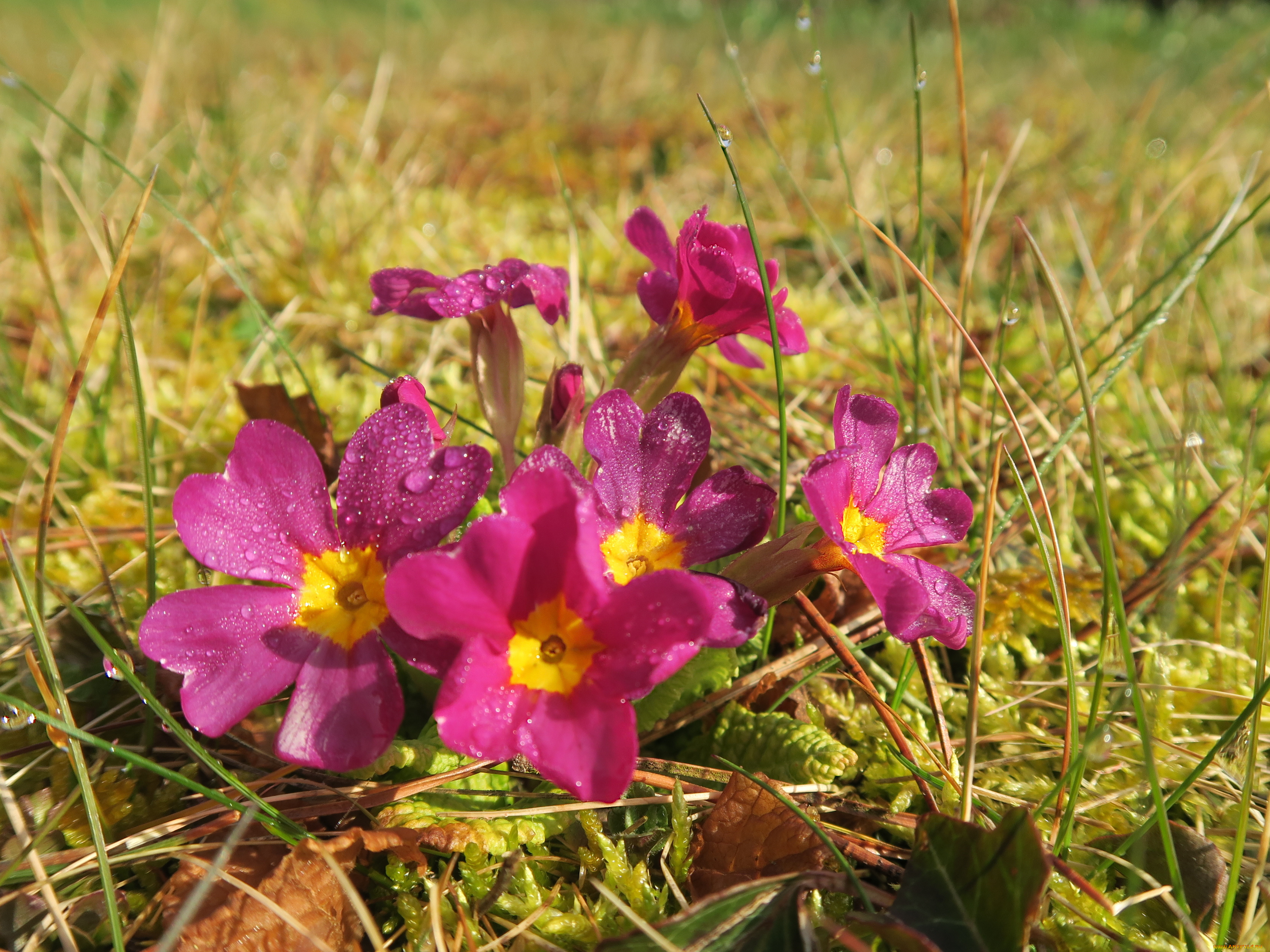 цветы, примулы