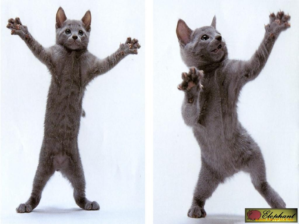 животные, коты