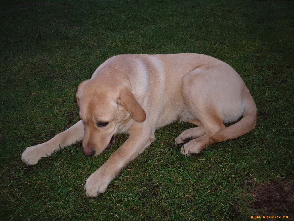 животные, собаки