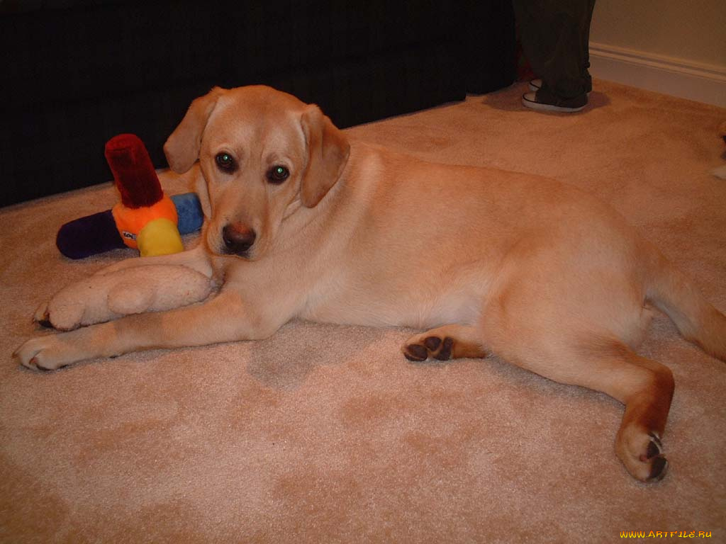 животные, собаки