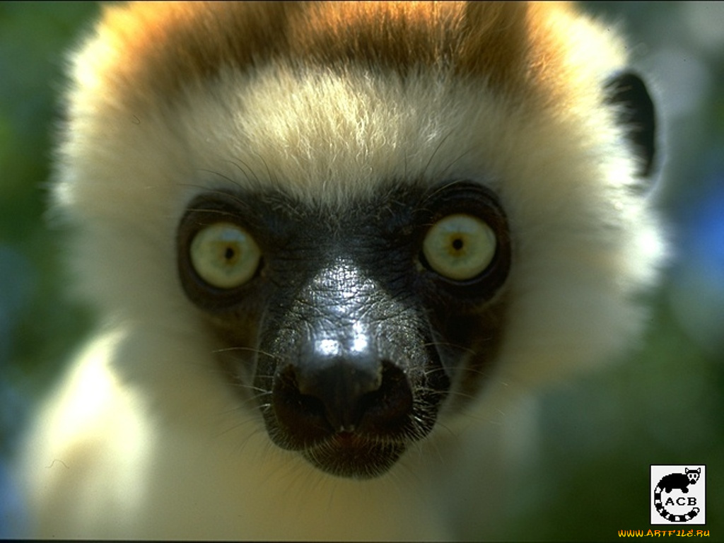 кто, это, животные, лемуры