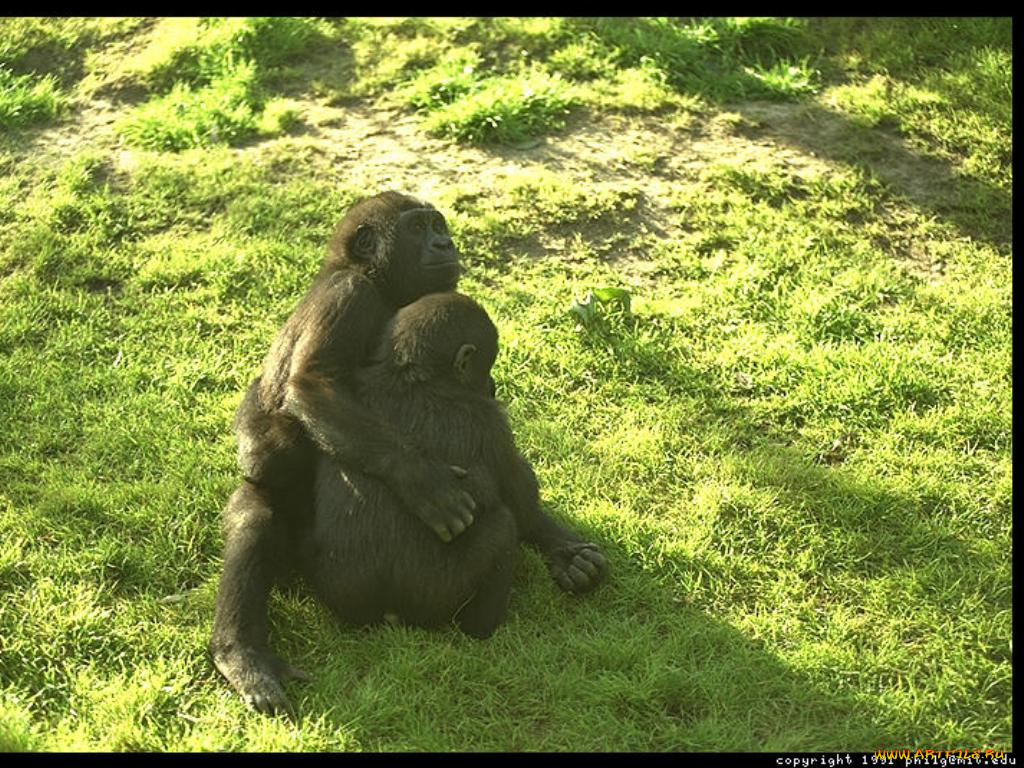 поборемся, животные, обезьяны