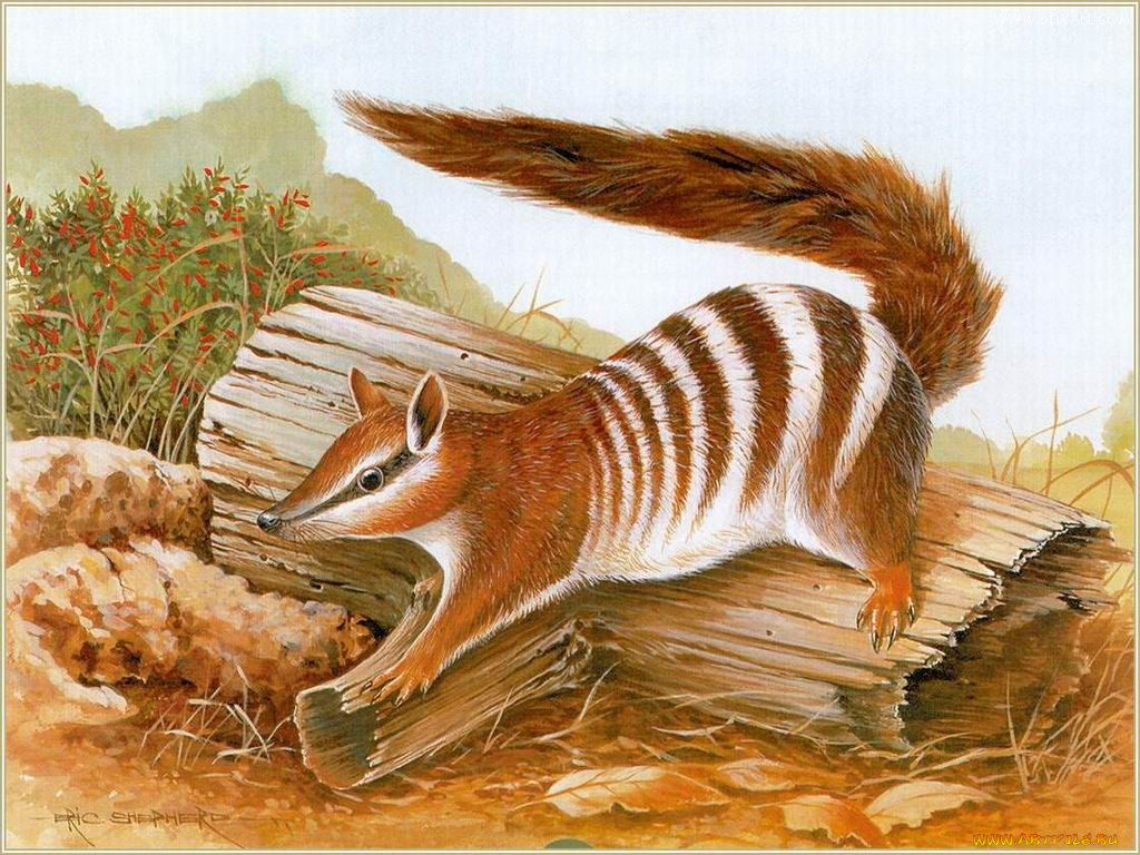 рисованные, животные